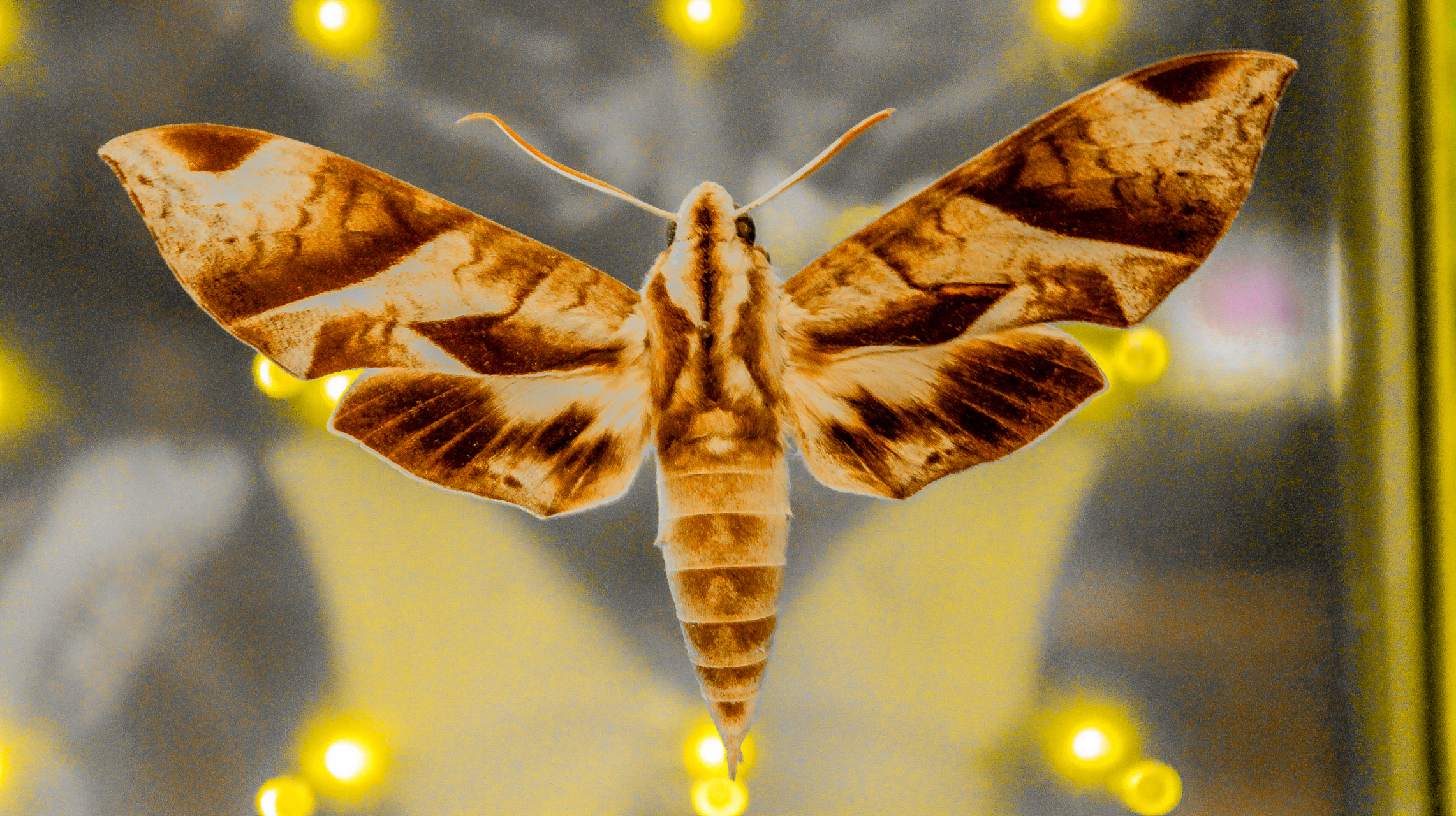 日本出现大量巨型蛾子布满街道#  日本街道上布满了巨型蛾子.