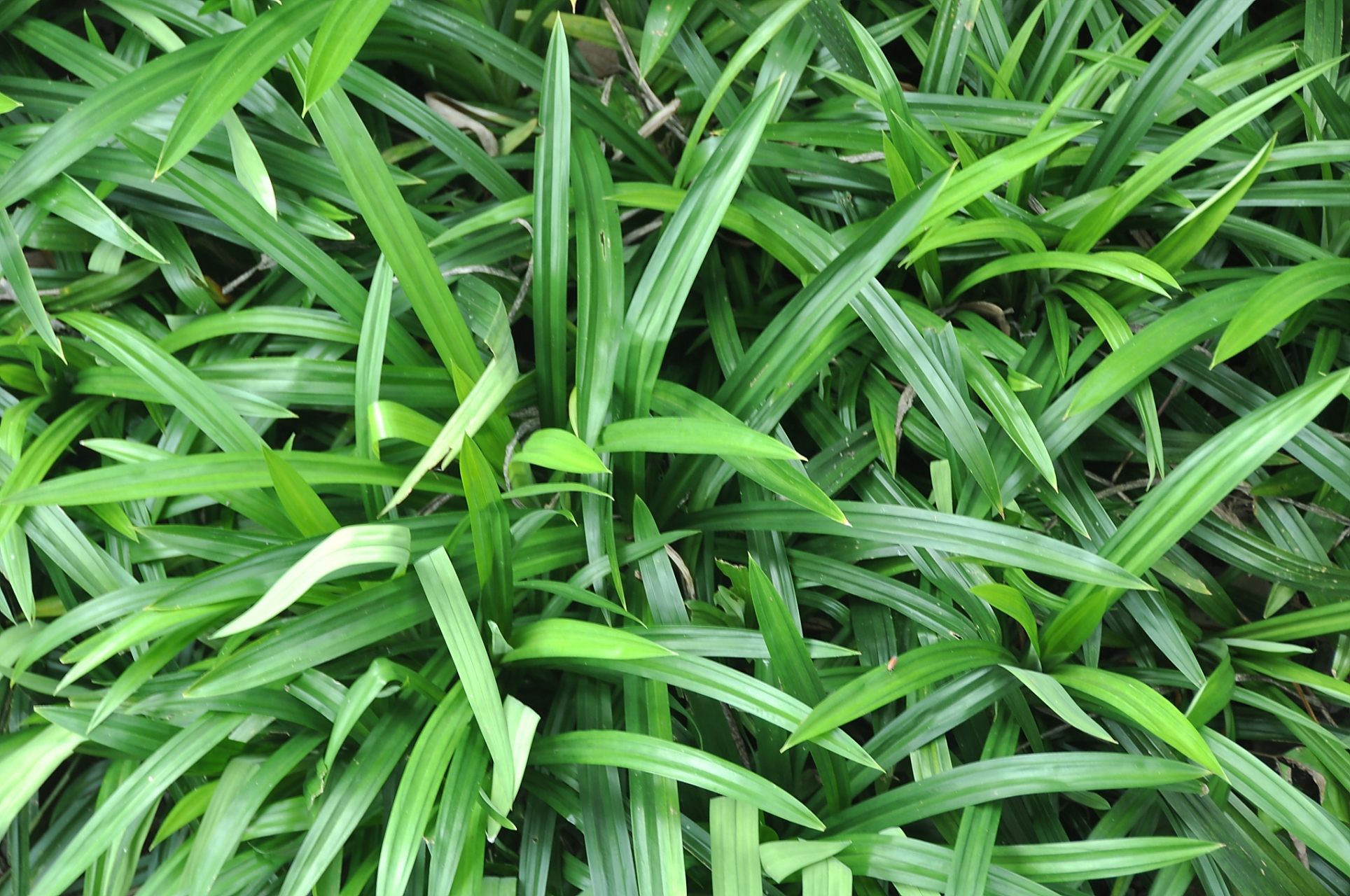 吉祥草又叫观音草,紫衣草,止咳草等,是百合科,吉祥草属多年生常绿草本