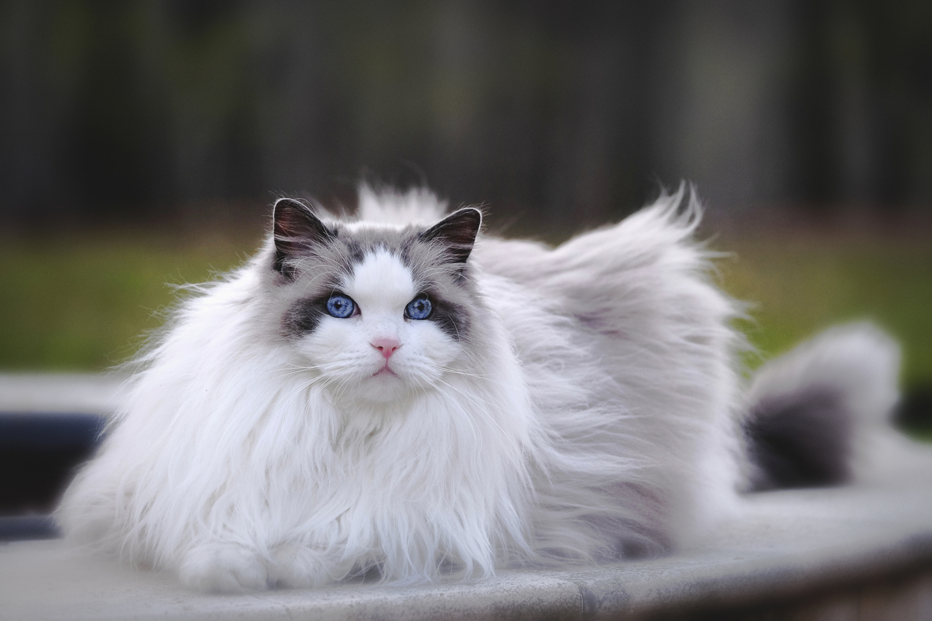 被誉为"最温柔的猫"的布偶猫,你有它的高颜值被迷倒吗?