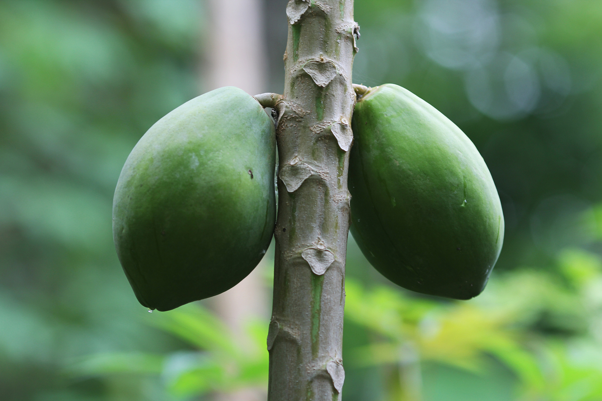 吃槟榔果对人体有什么好处呢?