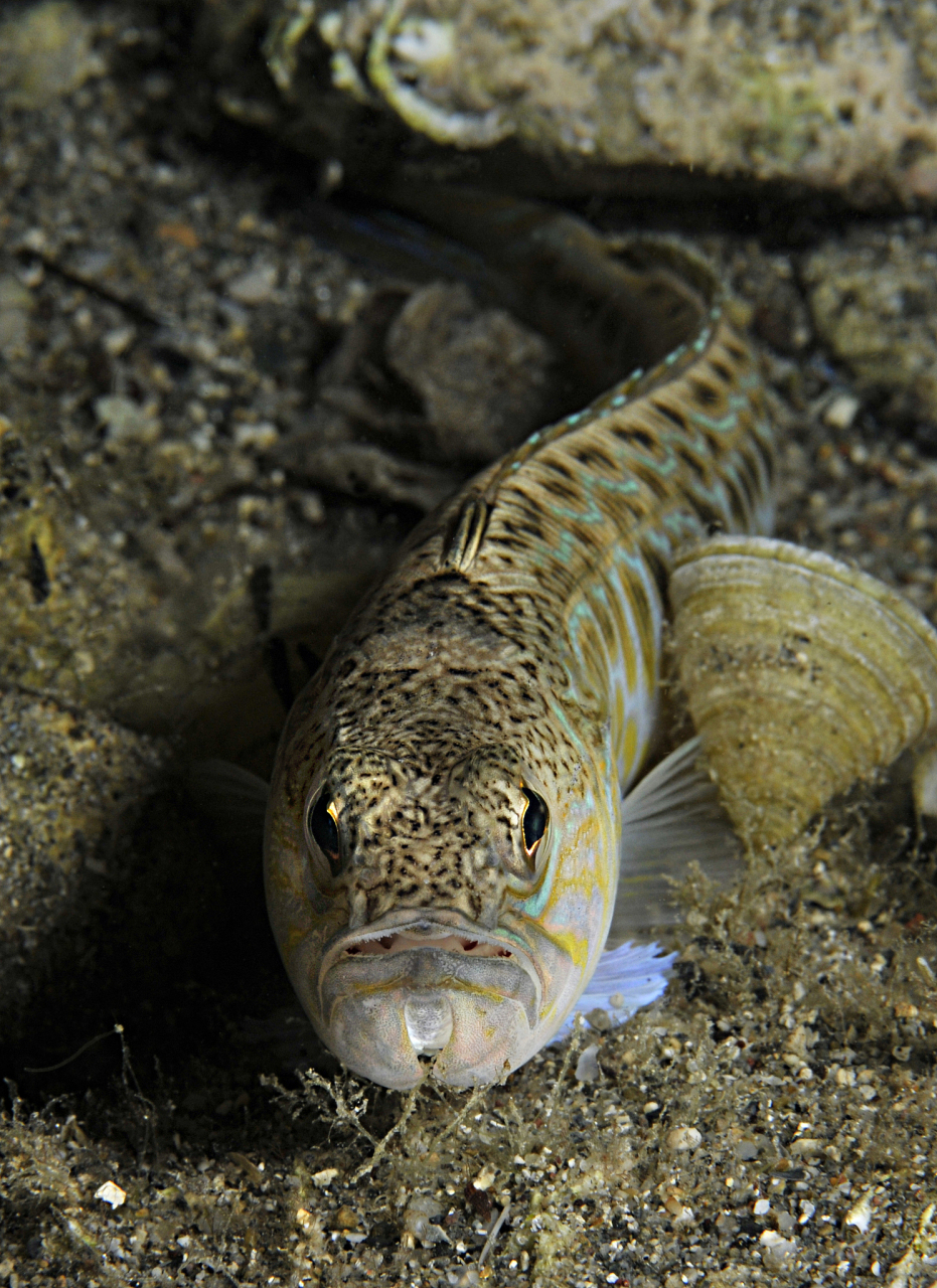 很多人都不认识叉尾鮰鱼,我们先来了解一下了,它是鲇形目又尾鮰科又尾
