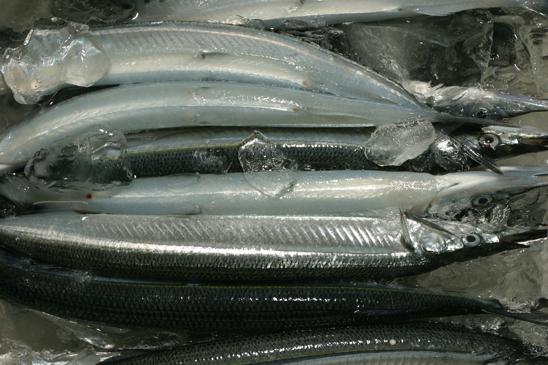 鲐鲅鱼和鲅鱼在体型,肉质特点和烹饪应用上存在明显区别.