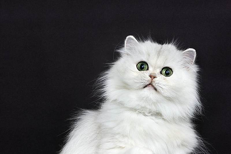 为波斯猫打造快乐生活的方法包括提供足够的游戏和娱乐,舒适的生活