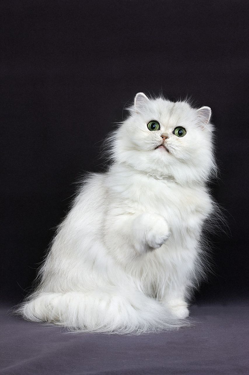 泡泡是一只波斯猫,以独特方式表达爱意:清晨敲窗唤醒主人,午后舔舐