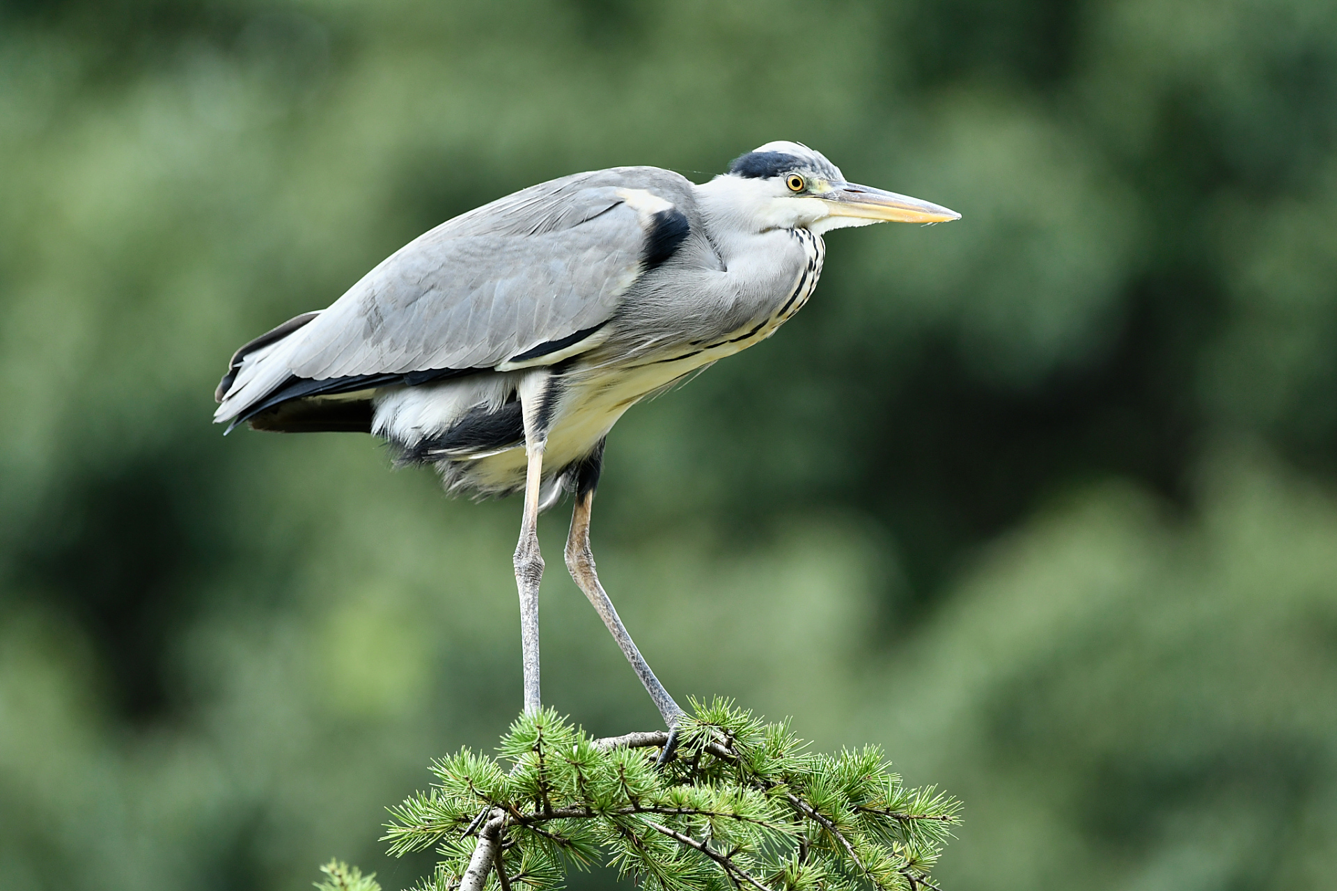 "世界上最好笑的鸟——骨顶鸟!