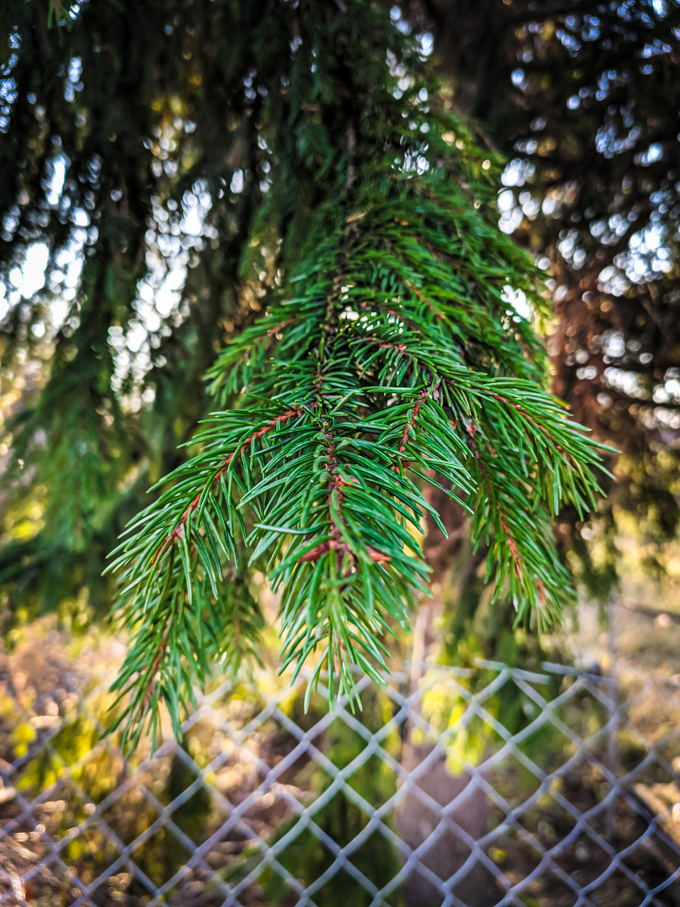 本文将为您详细介绍云杉和冷杉的区别.