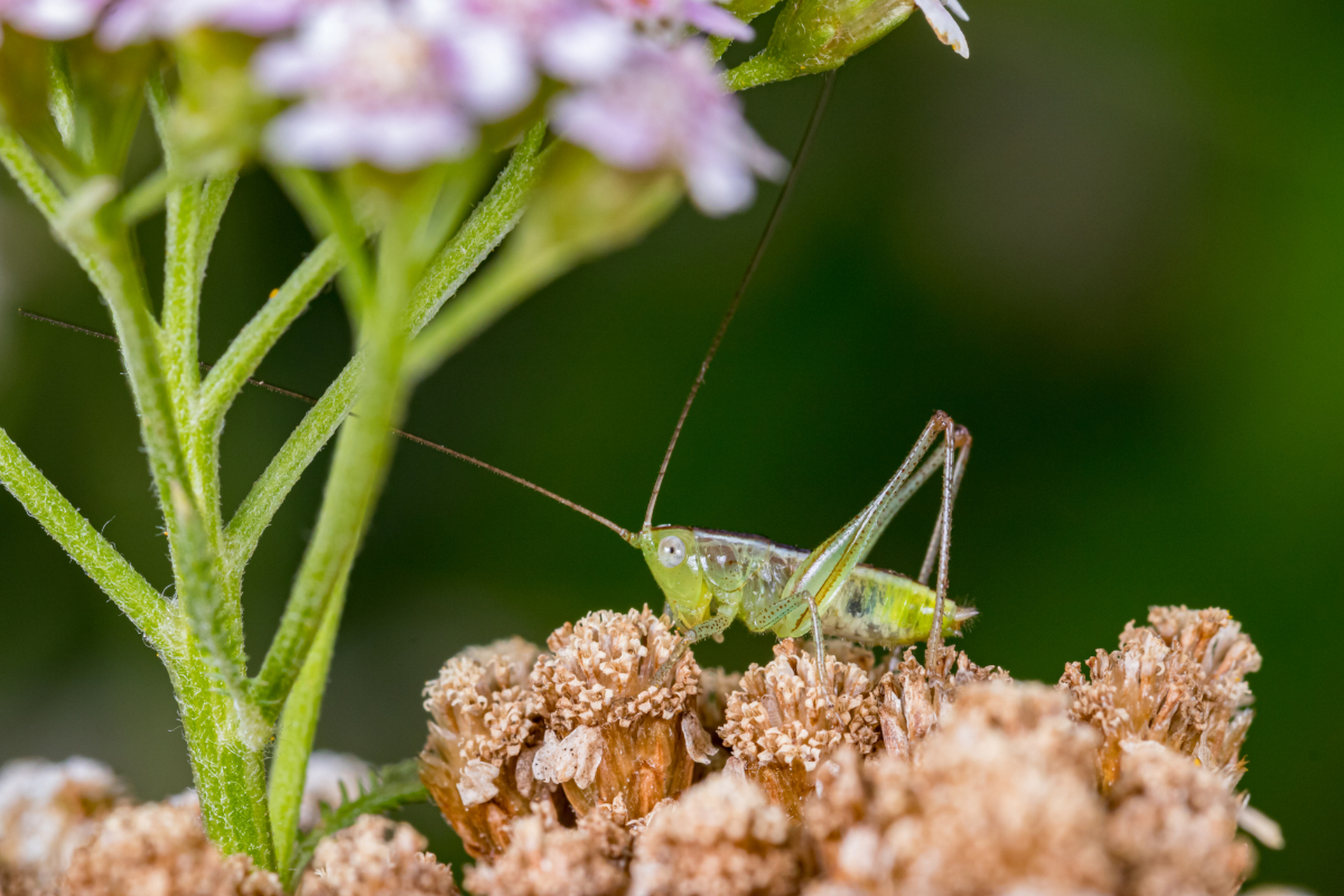 暴力蝈蝈是一种昆虫,具有独特的捕食习性和社会行为.