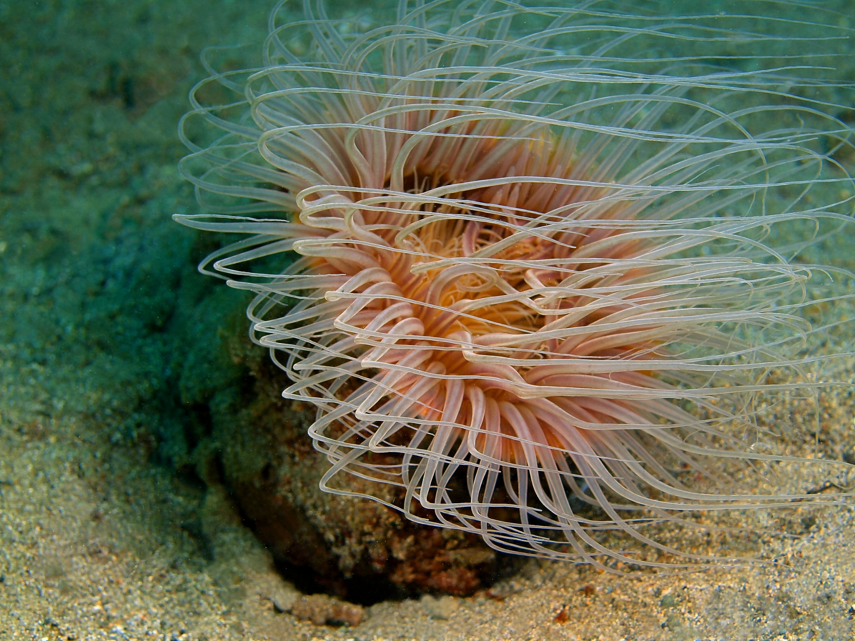 海葵是美丽,美味且营养丰富的海鲜,但因过度捕捞和环境破坏而数量减少