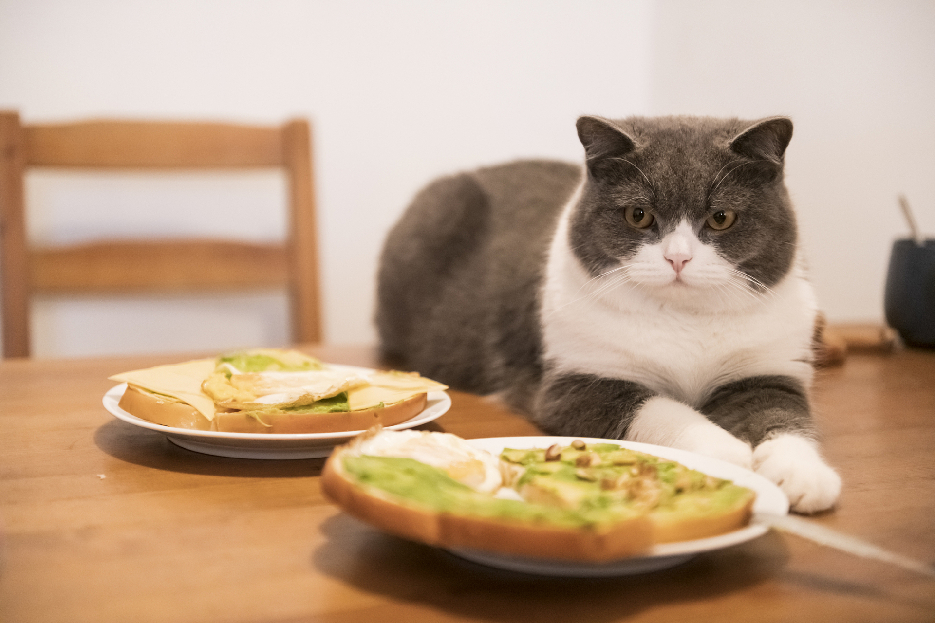 日常怎么给猫补微量元素好#猫咪日常#   想要给猫咪补充微量元素