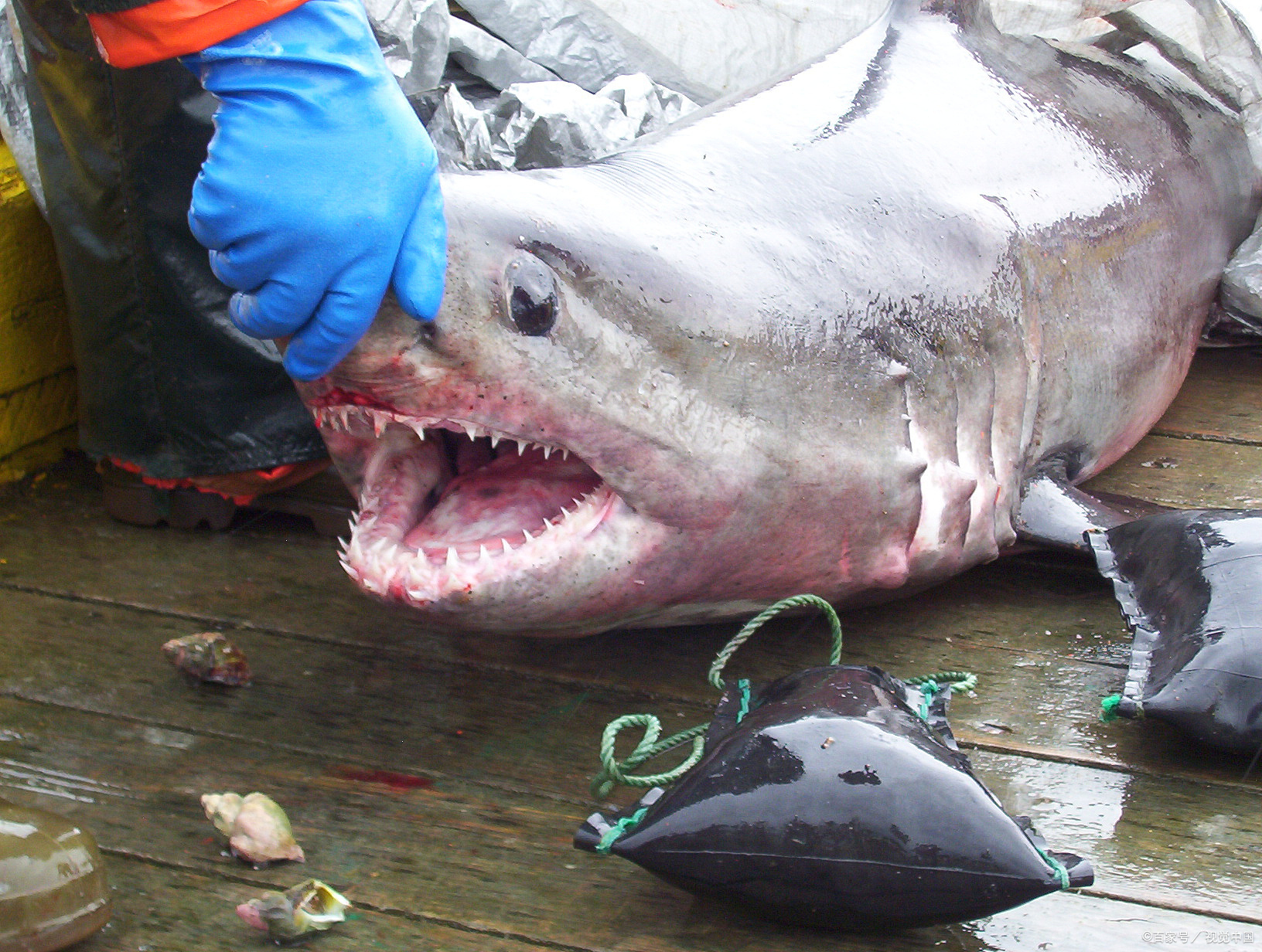钓上"淡水大鲨鱼",不敢带走!竟无人认识!