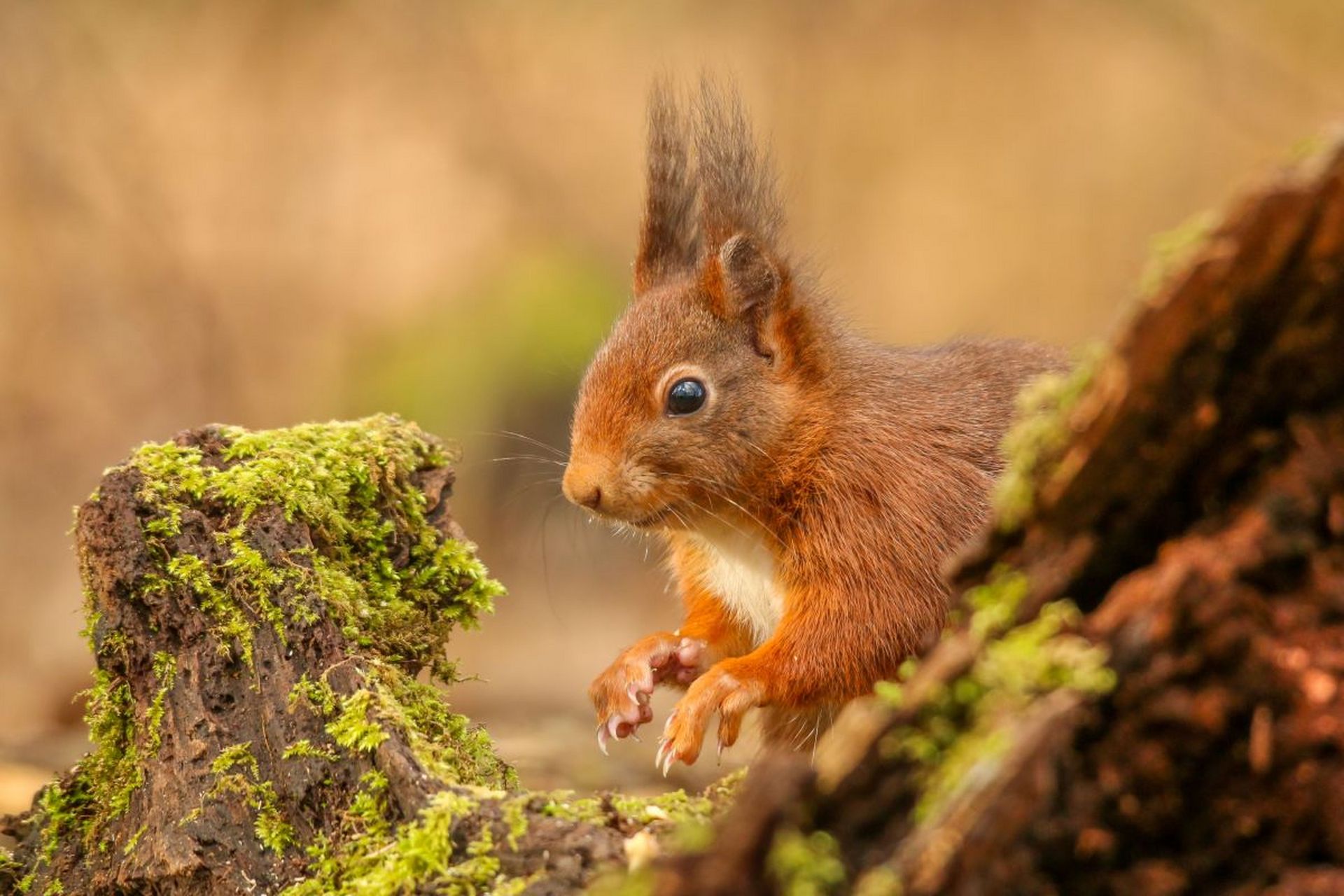 而松鼠经常分布于古北界温带和寒温带森林中,在储存食物的时候,松鼠会