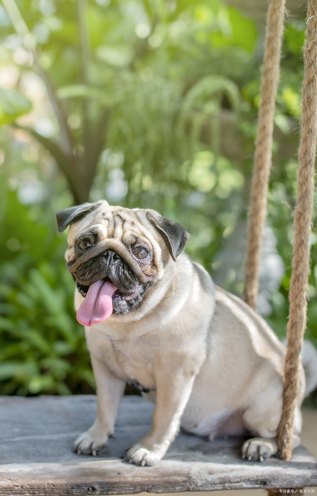最受欢迎的小型犬——八哥犬