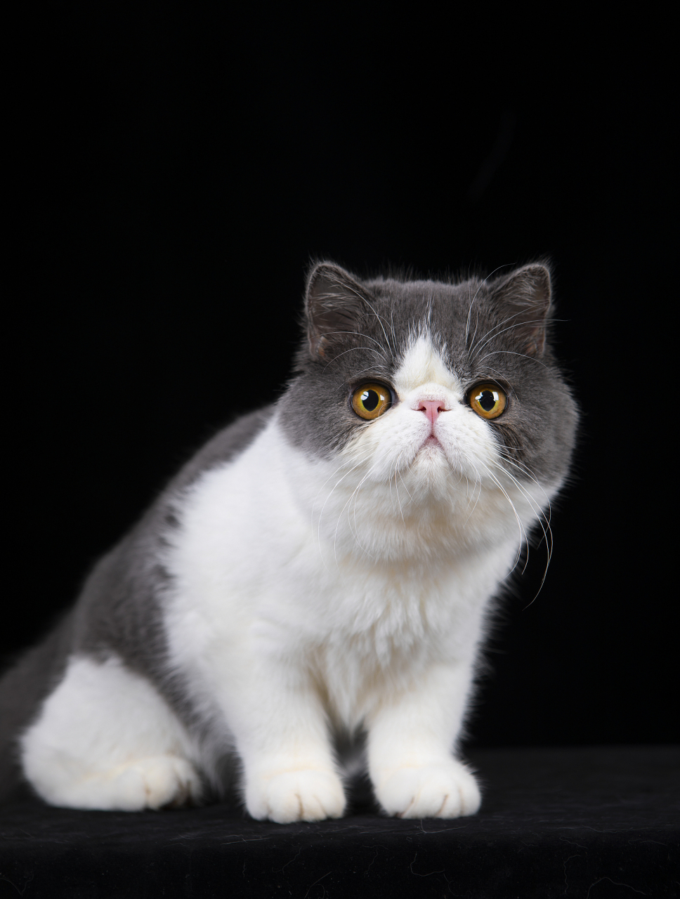 加菲猫是英短和波斯猫的杂交品种,外形呆萌,性格安静温和,适应能力强