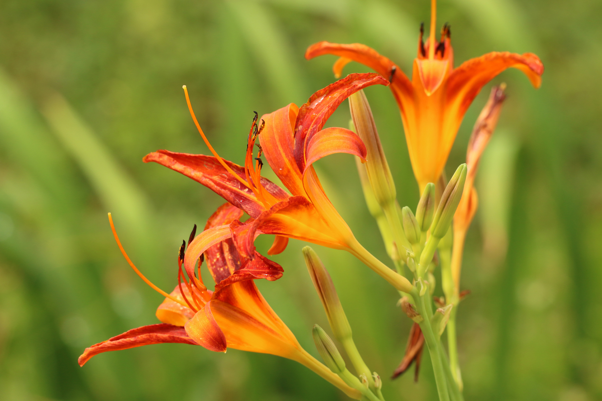 忘忧草是黄花菜吗  忘忧草并不是黄花菜,它有一个更加通俗的名字,叫做