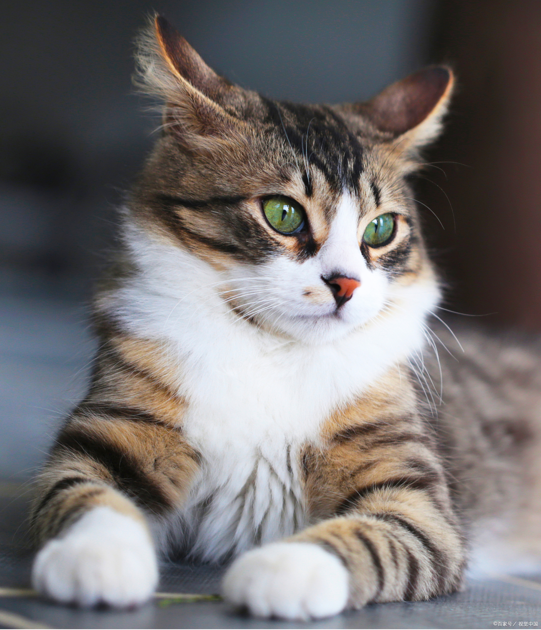 异瞳狸花猫确实属于较为罕见的特殊个体