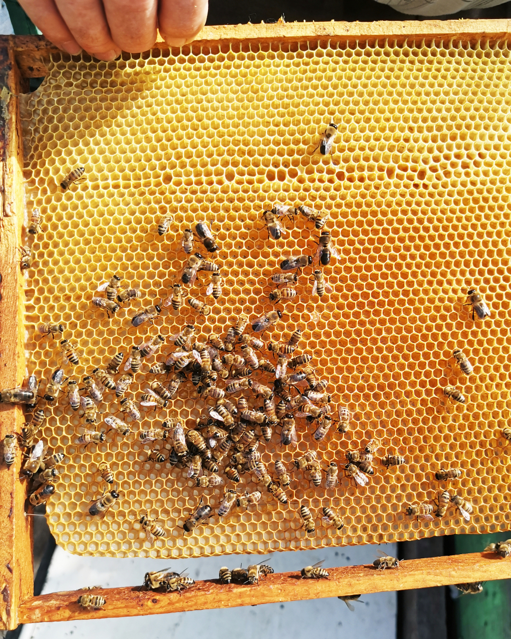 蜜蜂采集花蜜后,将其吸进蜜囊(位于蜜蜂腹部).