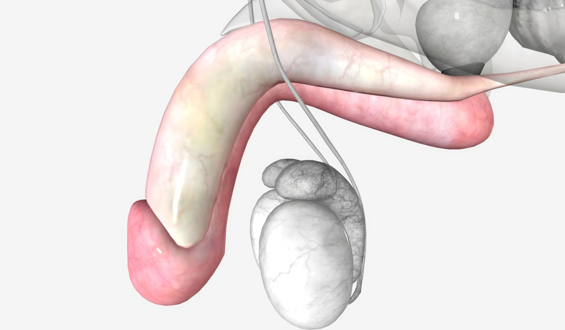 阴茎弯曲(urethrovar区的倾斜)是指阴茎海绵体两对球海绵体肌外侧缘隆