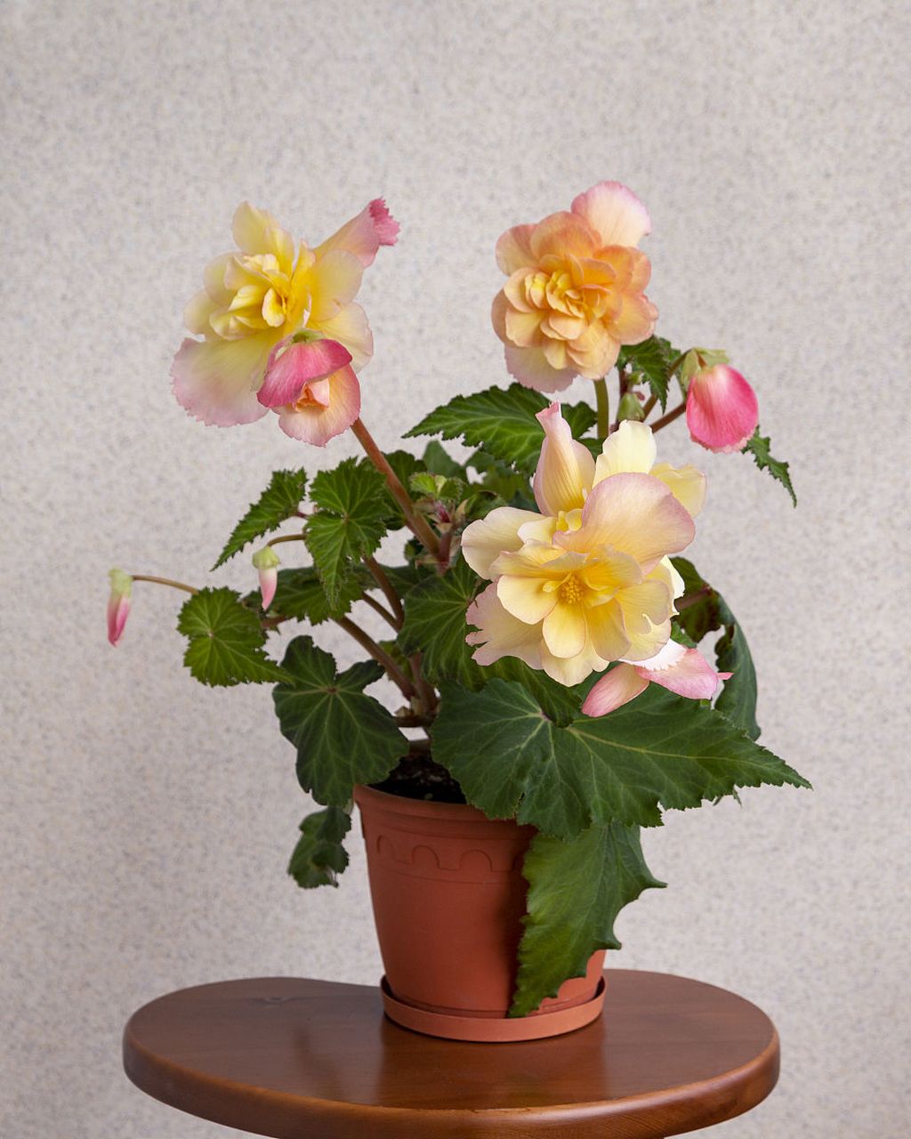 丽格海棠是一种珍贵的植物,它的生长期长,但养殖起来并不难.