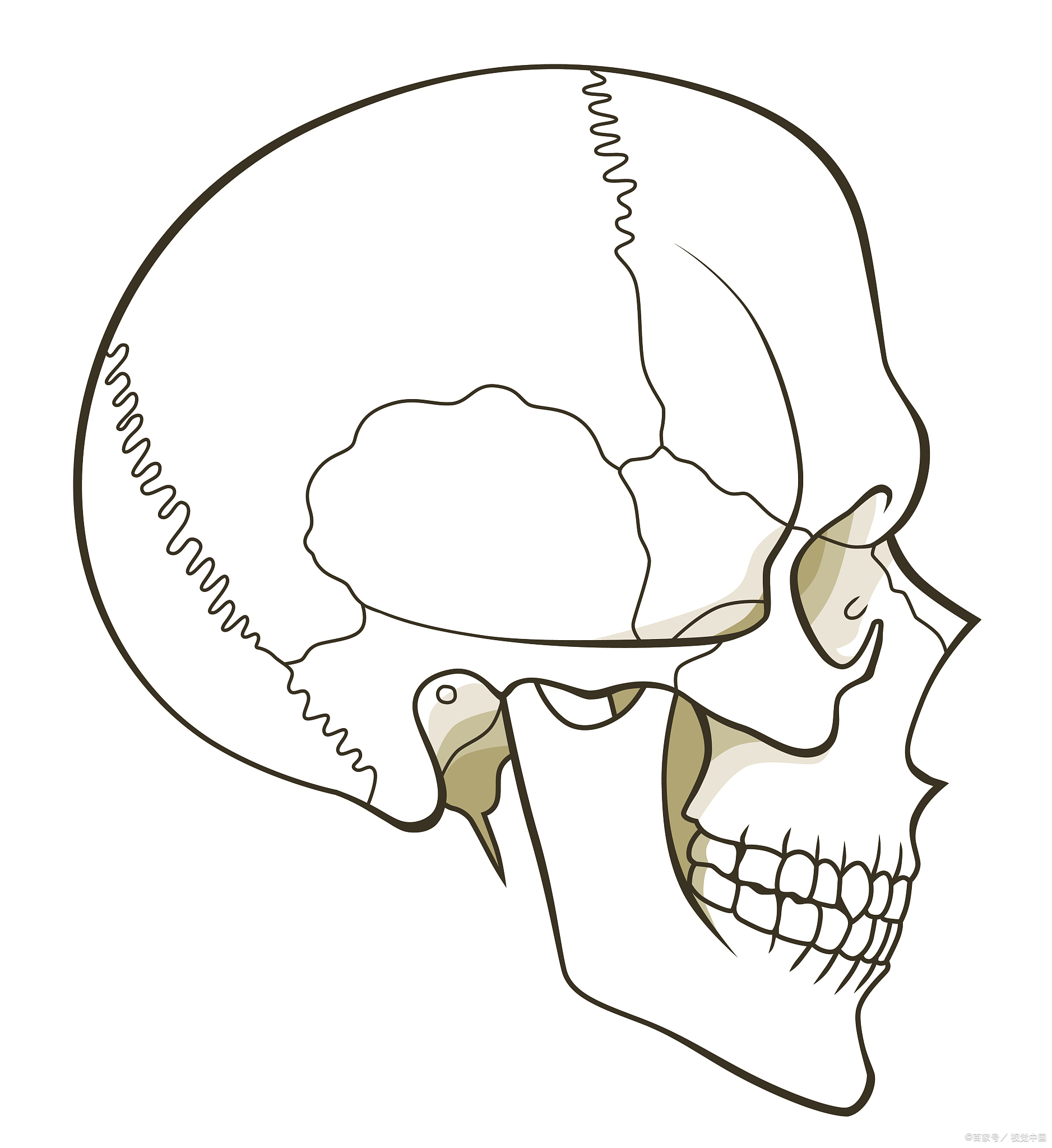 枕骨隆突是指头部后方枕骨区域的骨骼突出,会在头部的轮廓中形成一个