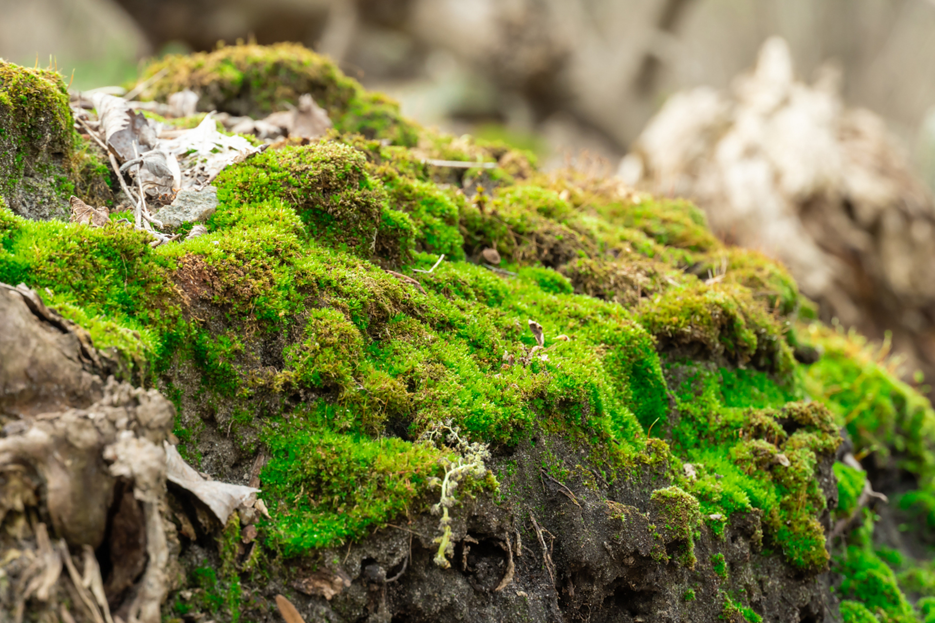 大家觉得短绒苔藓适合生长在哪些环境和温度中啊?