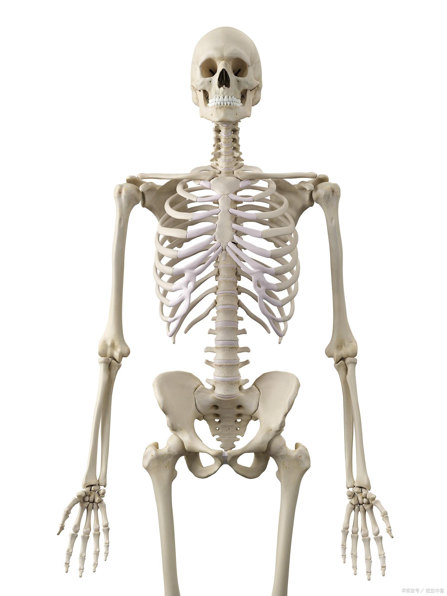 感觉骨架快散的戈门,尔得教你如何预防骨质疏松?