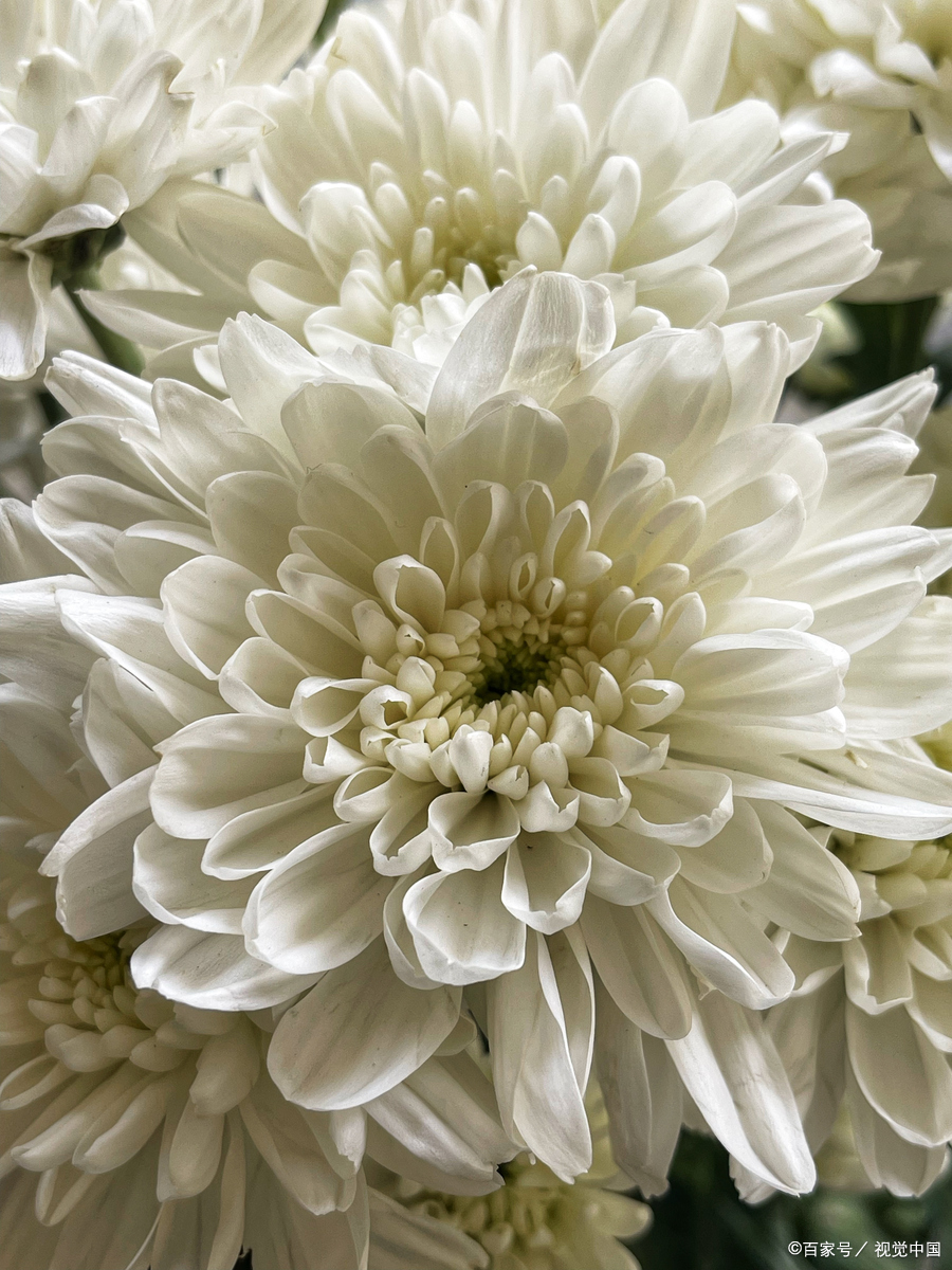 菊花,这看似平凡的花栋咨 菊花白色菊花图片白菊花的寓意和象征白色
