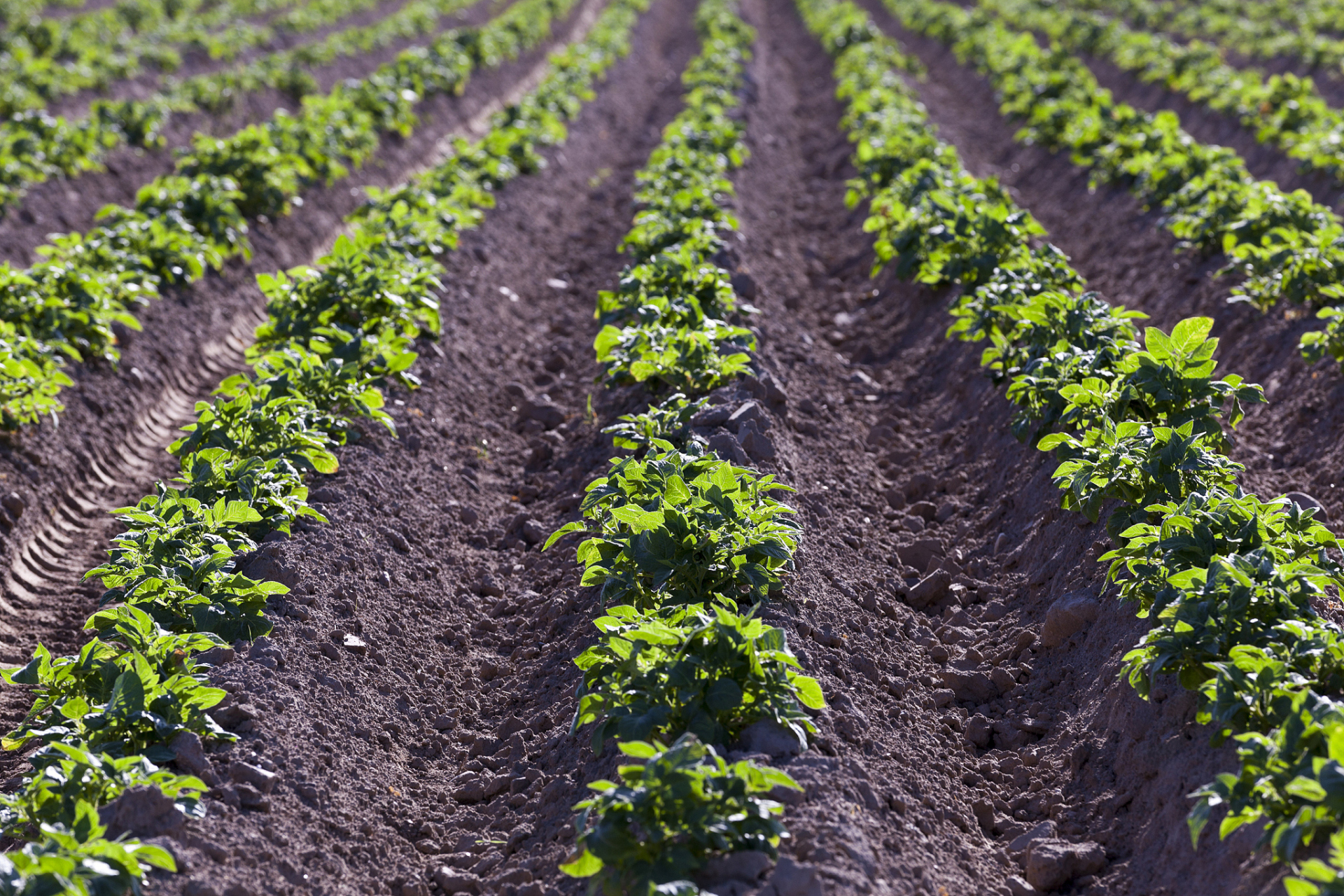 秋土豆种植最佳时间  秋土豆的种植最佳时间一般在秋季,具体来说,在