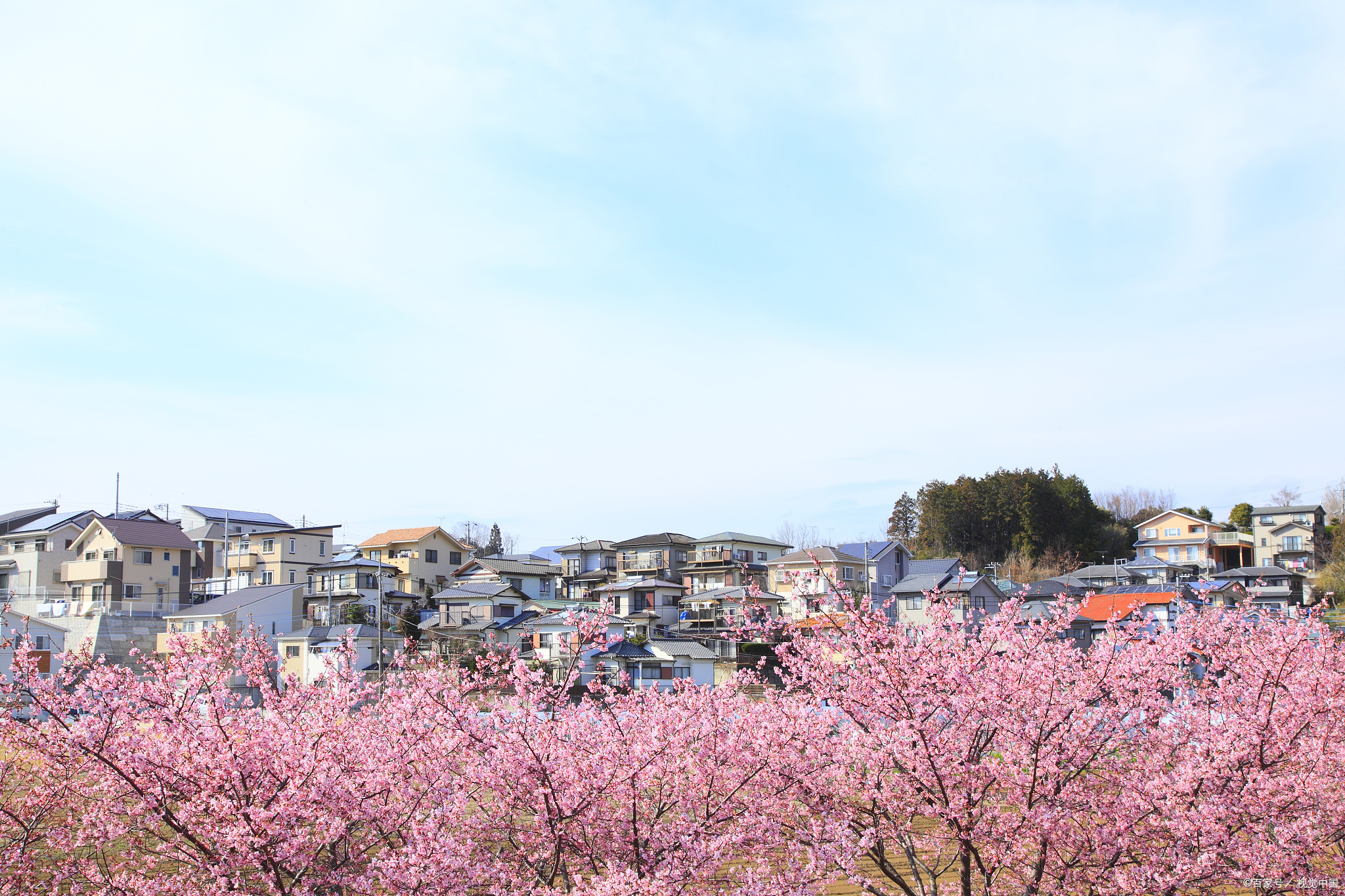 邵武大埠岗镇,河源村樱花小镇春季粉红,节庆狂欢!