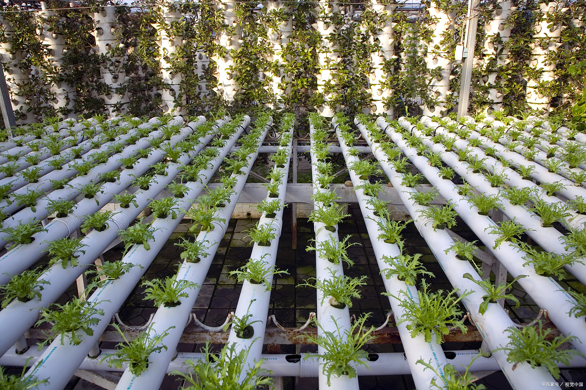 秋茬番茄定植后的五大管理秘籍:从成活到高产的关键突破