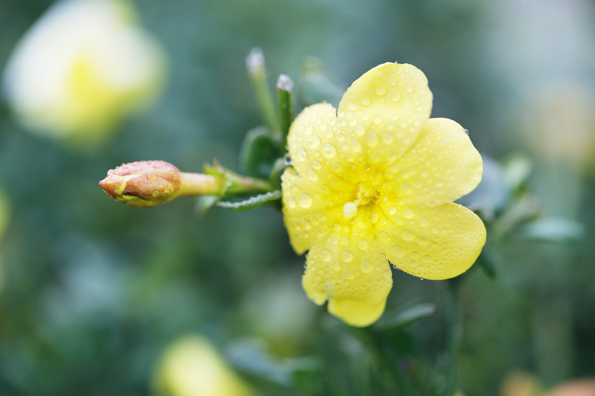 《玩迎春花赠杨郎中》写出迎春花独特之美  迎春花是我国常见的早春
