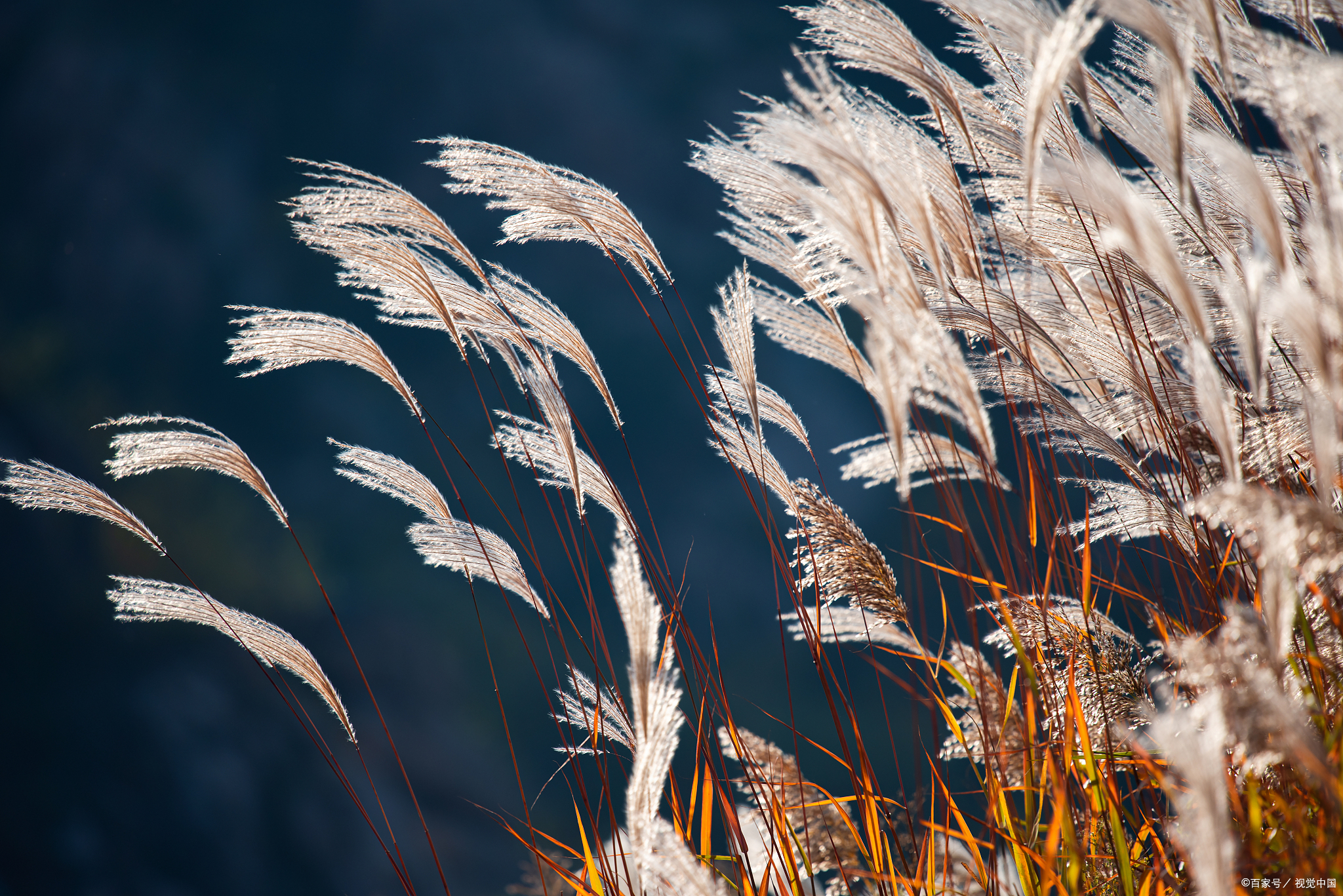 苇眉子其实就是把芦苇劈成细薄片做成的篾条,又软又长,还薄又细,别看