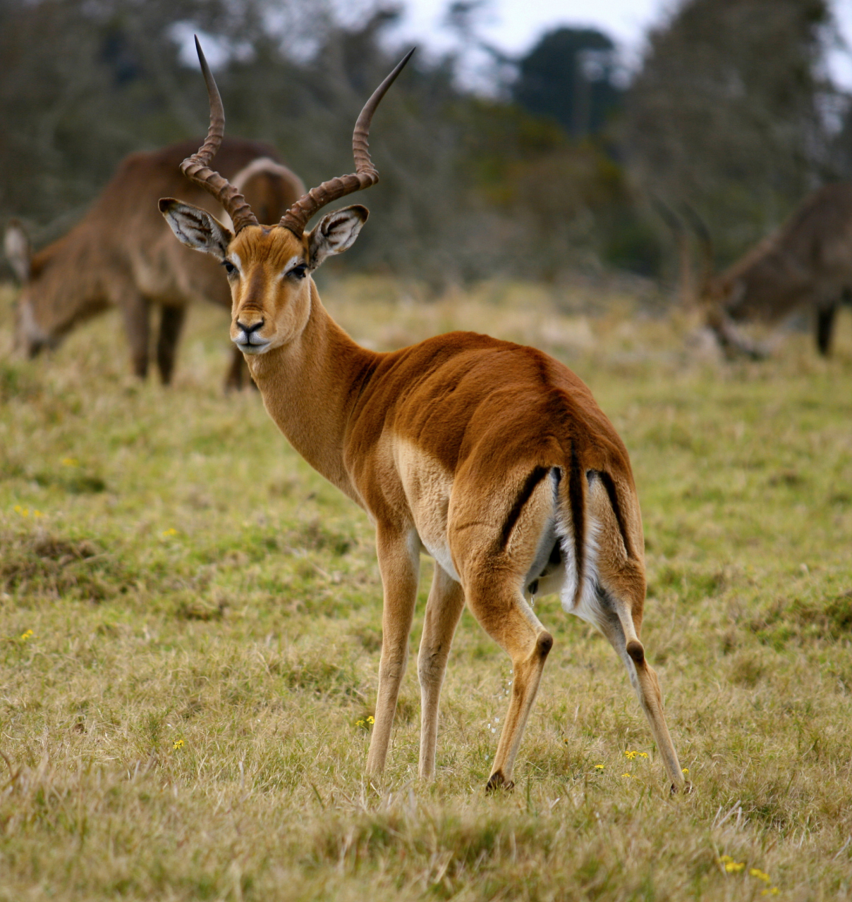 在非洲的塞伦盖蒂大草原上,两只羚羊用身体搭成梯子,帮助同伴越过