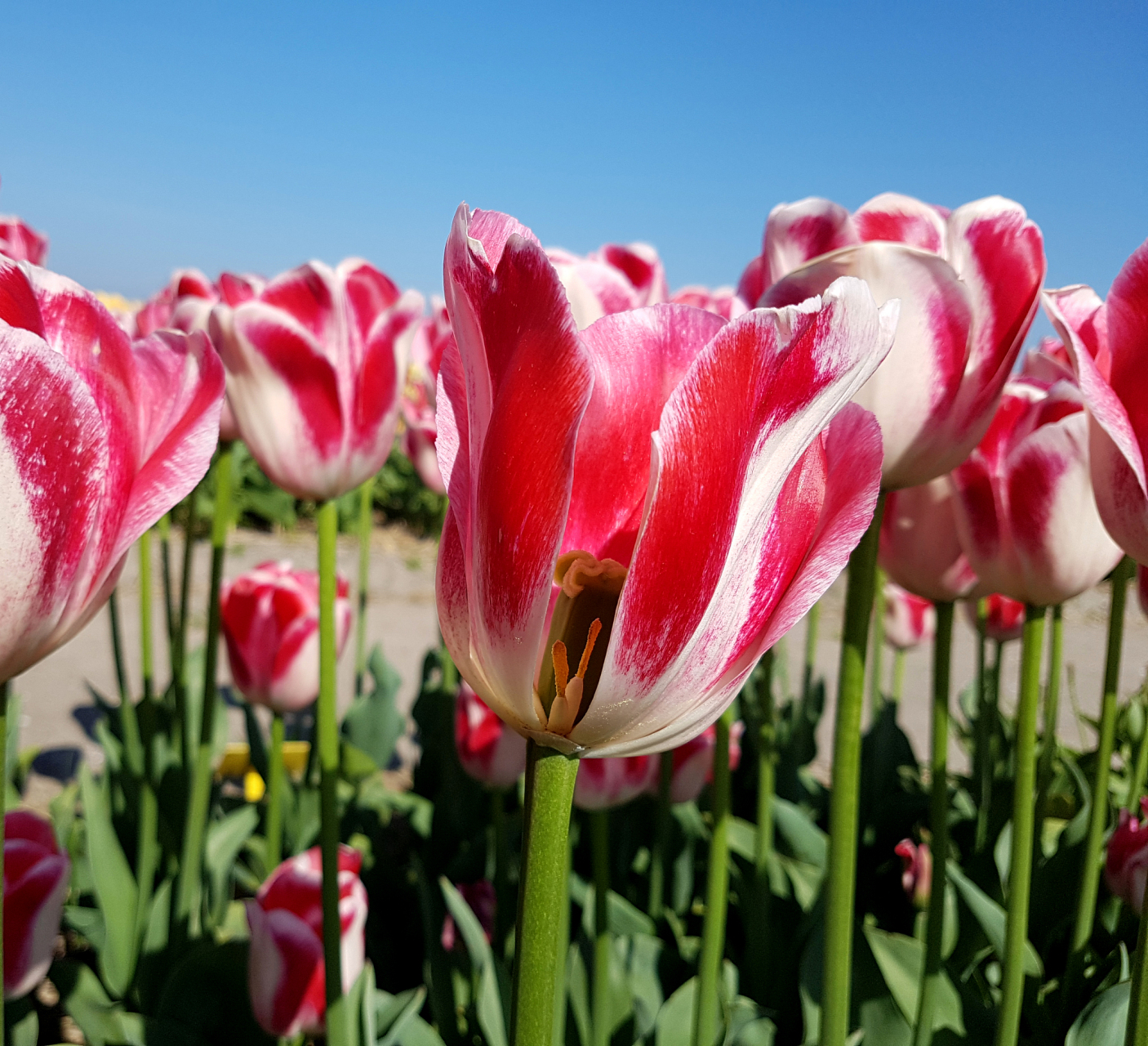 郁金香是春季开花的花卉,其花朵颜色鲜艳,形态优雅,非常受人们喜爱.