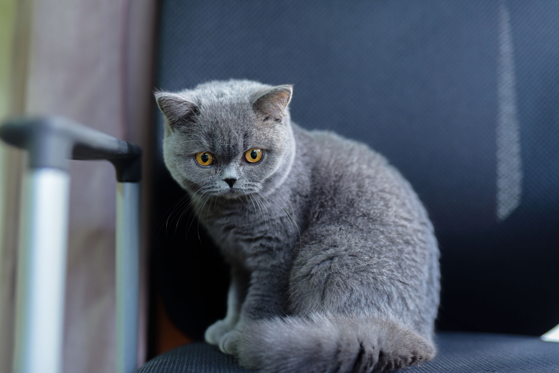 英国短毛猫是一种广泛受欢迎的猫咪品种,其起源可以追溯到19世纪中期.