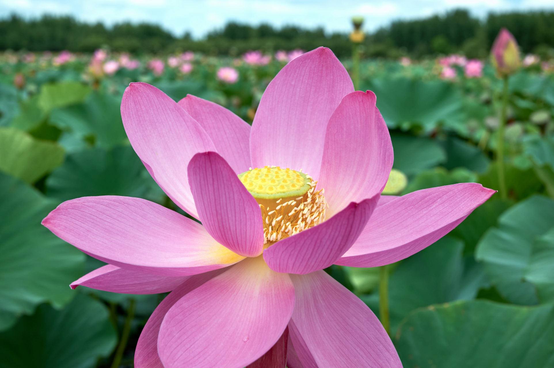 荷花四季皆美,春绿夏艳秋实冬藏!清新秀雅,洁白无瑕的它淤泥而不染.