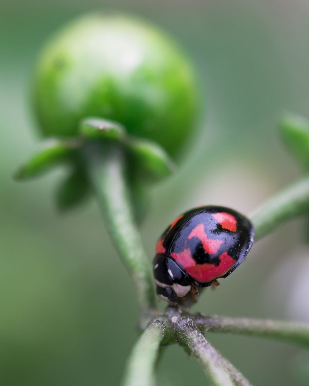 四星瓢虫虽小,但作用不小,是农田里的天然除虫剂.