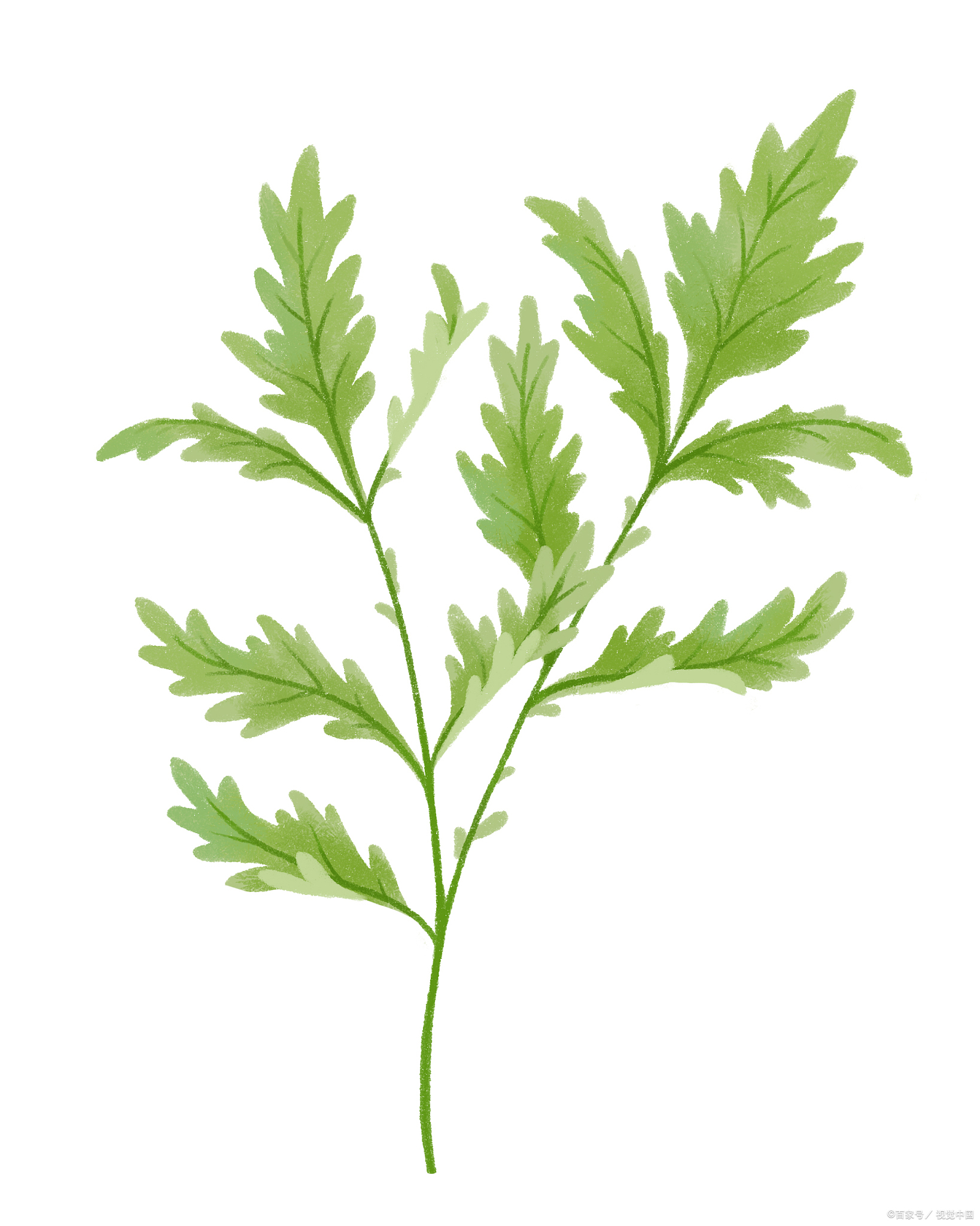 双相,抑郁症终于走到了终点,坚持用这棵野草泡脚,发泄出来就好