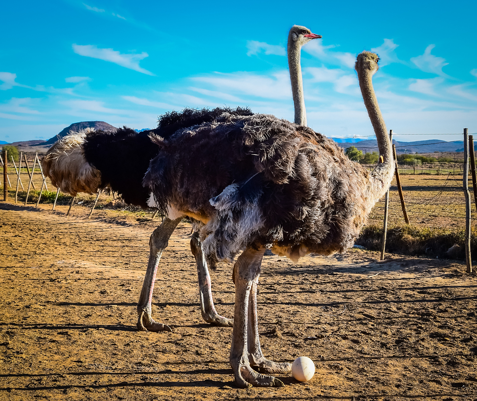 小女孩骑鸵鸟上学在云南成为热议话题!让我们一起看看这神奇的景象!
