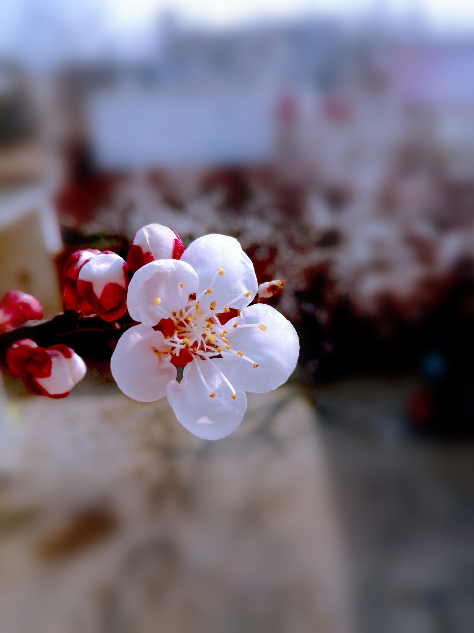 杏花的形态优雅,花朵娇艳,色彩淡雅.