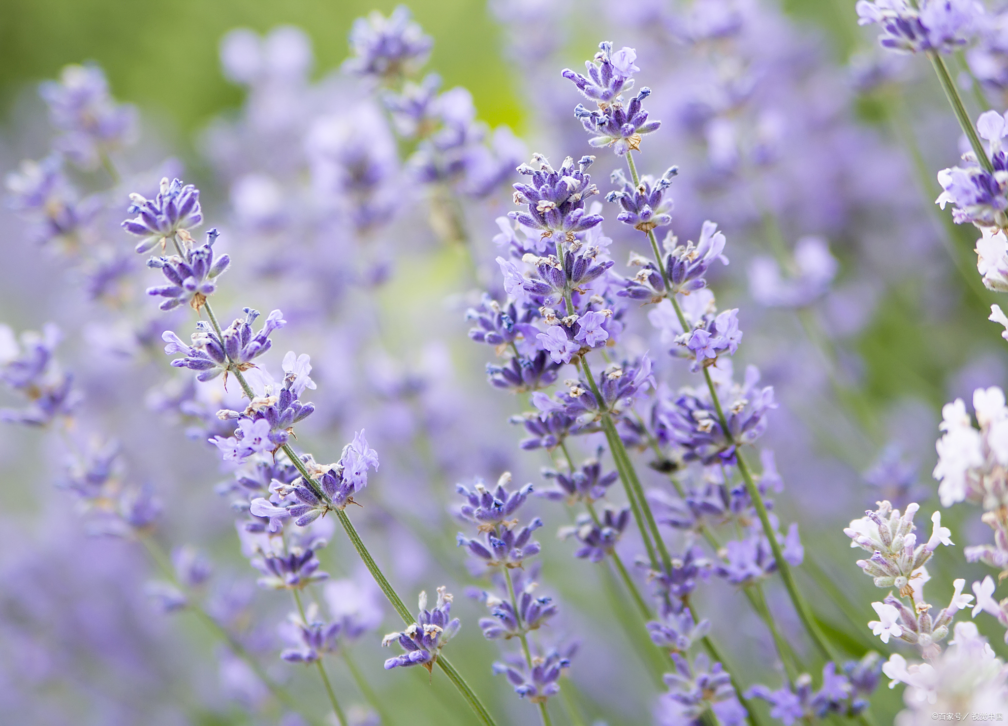 薰衣草是多年生植物,具有较长的生命周期,在适宜的条件下可以第二年