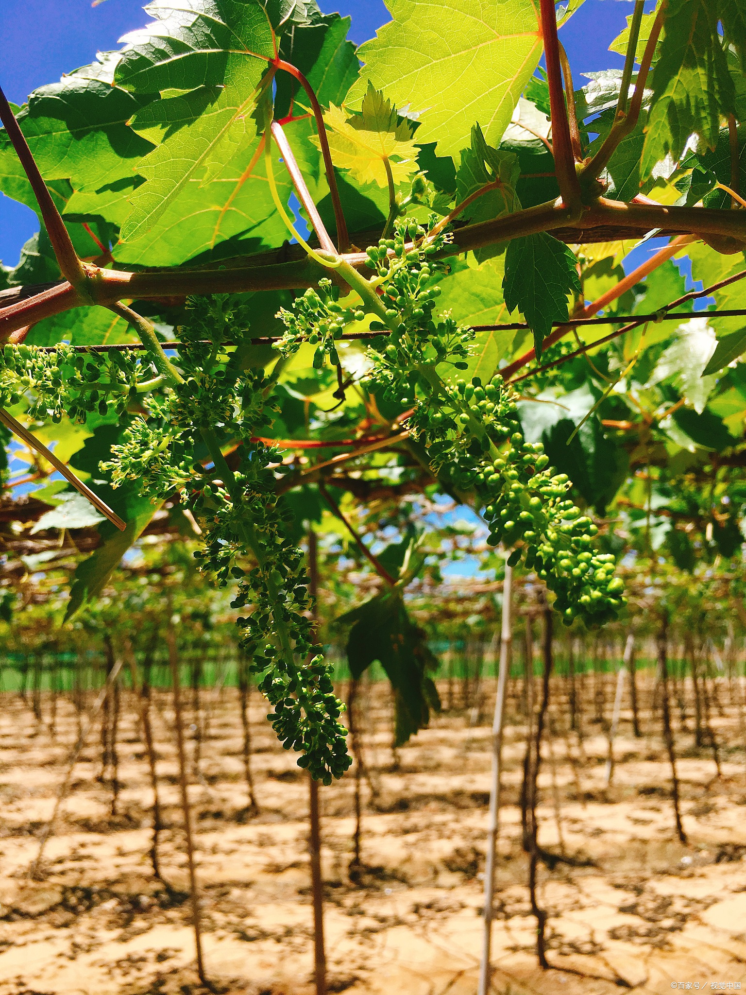 一开始,我手里就握着几颗不起眼的葡萄