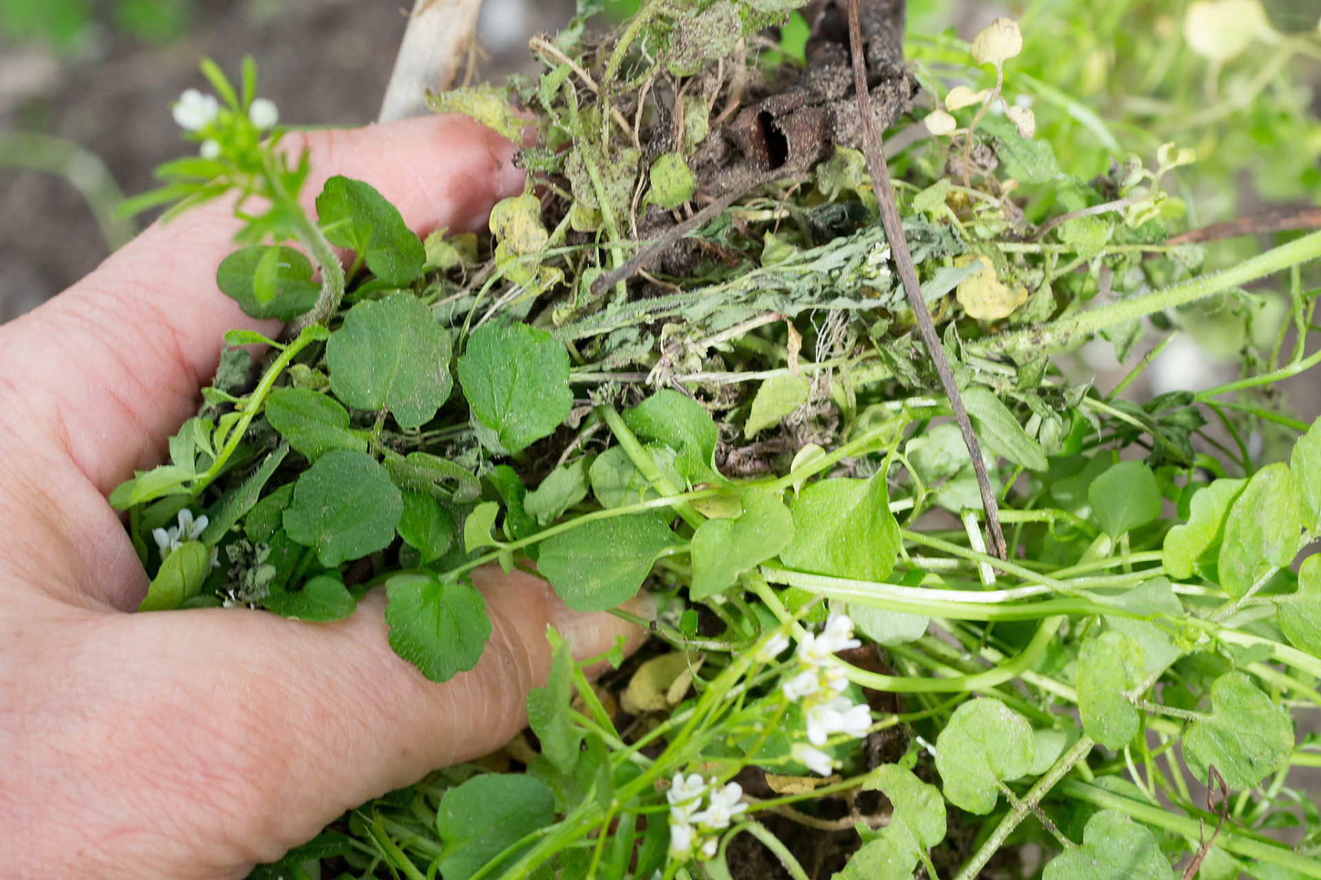 对于肠胃功能较差,又经常便秘的人群,不妨吃少许的附地菜,帮助肠胃更
