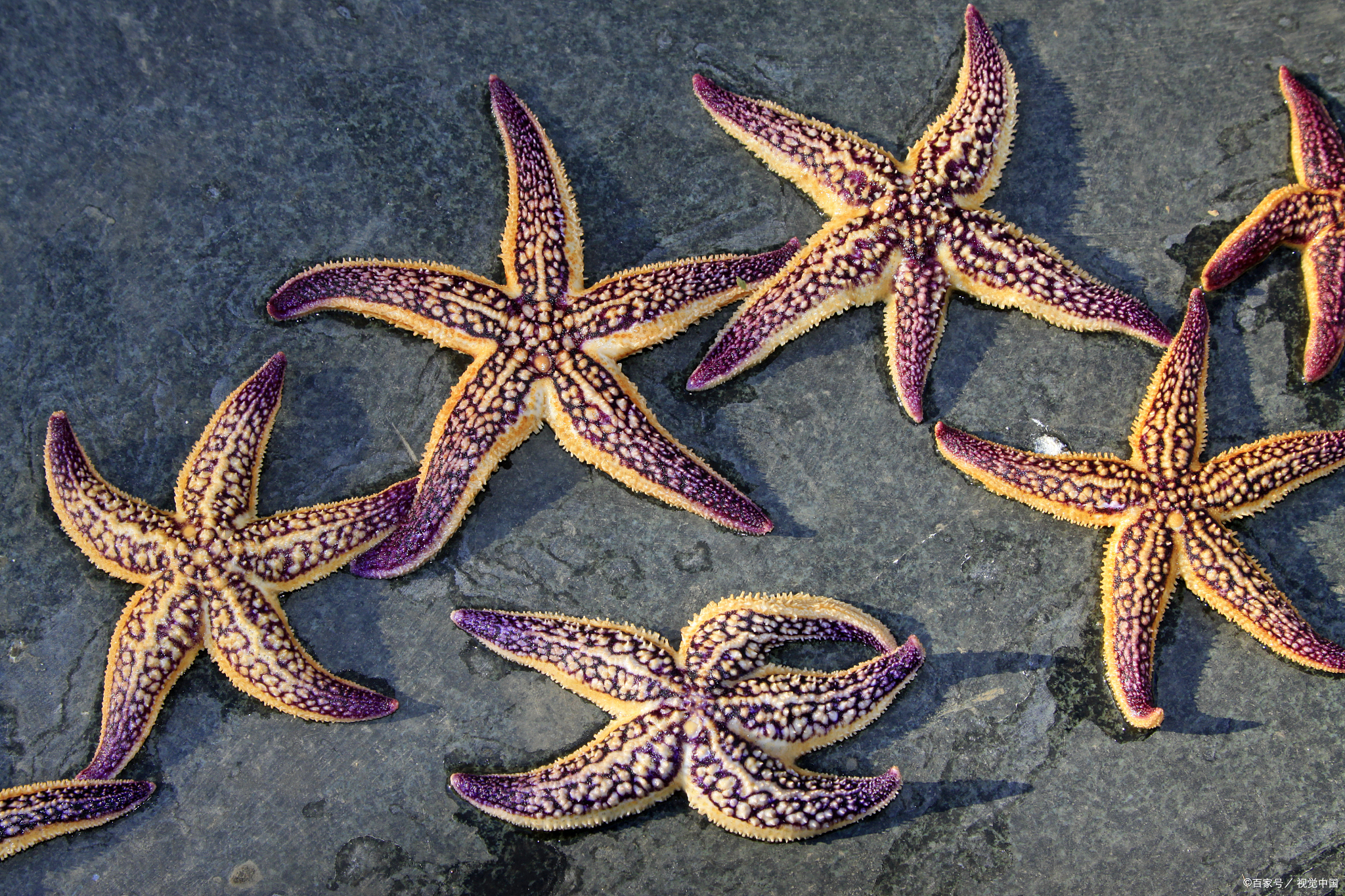 海星怎么养才能养得活