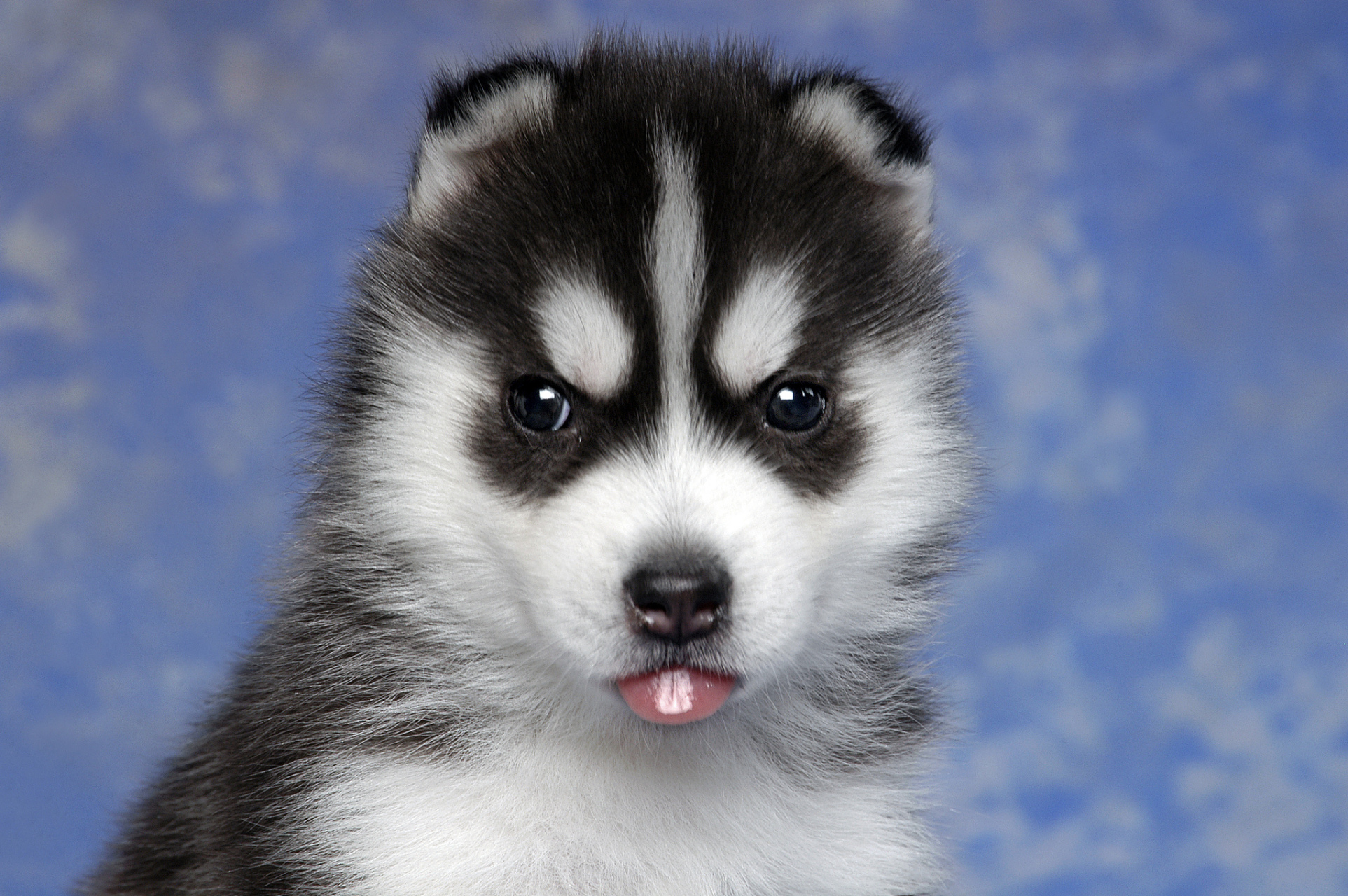 哈士奇,又爱又恨的雪橇犬!优点多多,如体味轻,爱干净,颜值高,活泼可爱