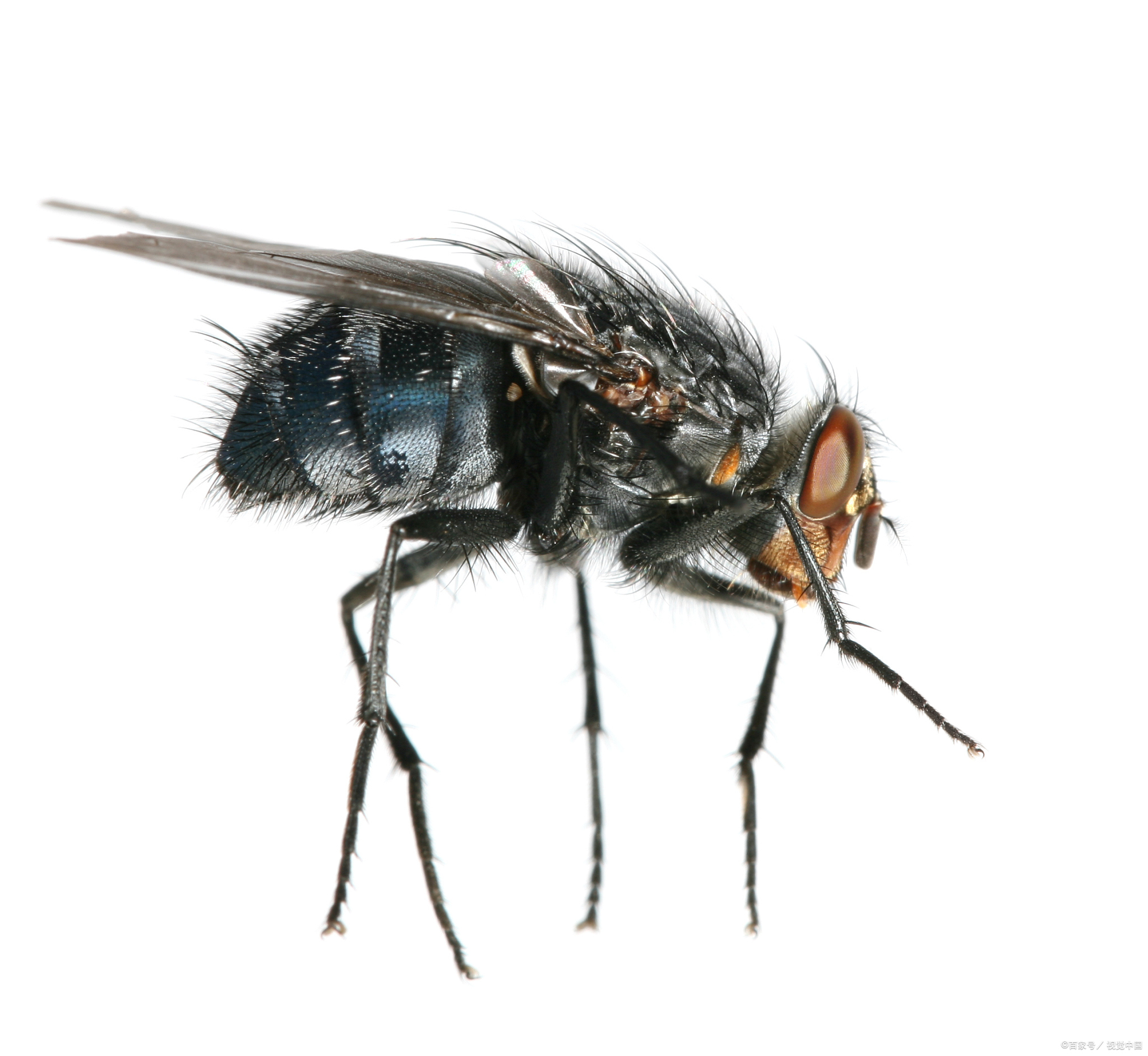 为苍蝇超度-苍蝇多念啥咒语 为苍蝇超度-苍蝇多念啥咒语