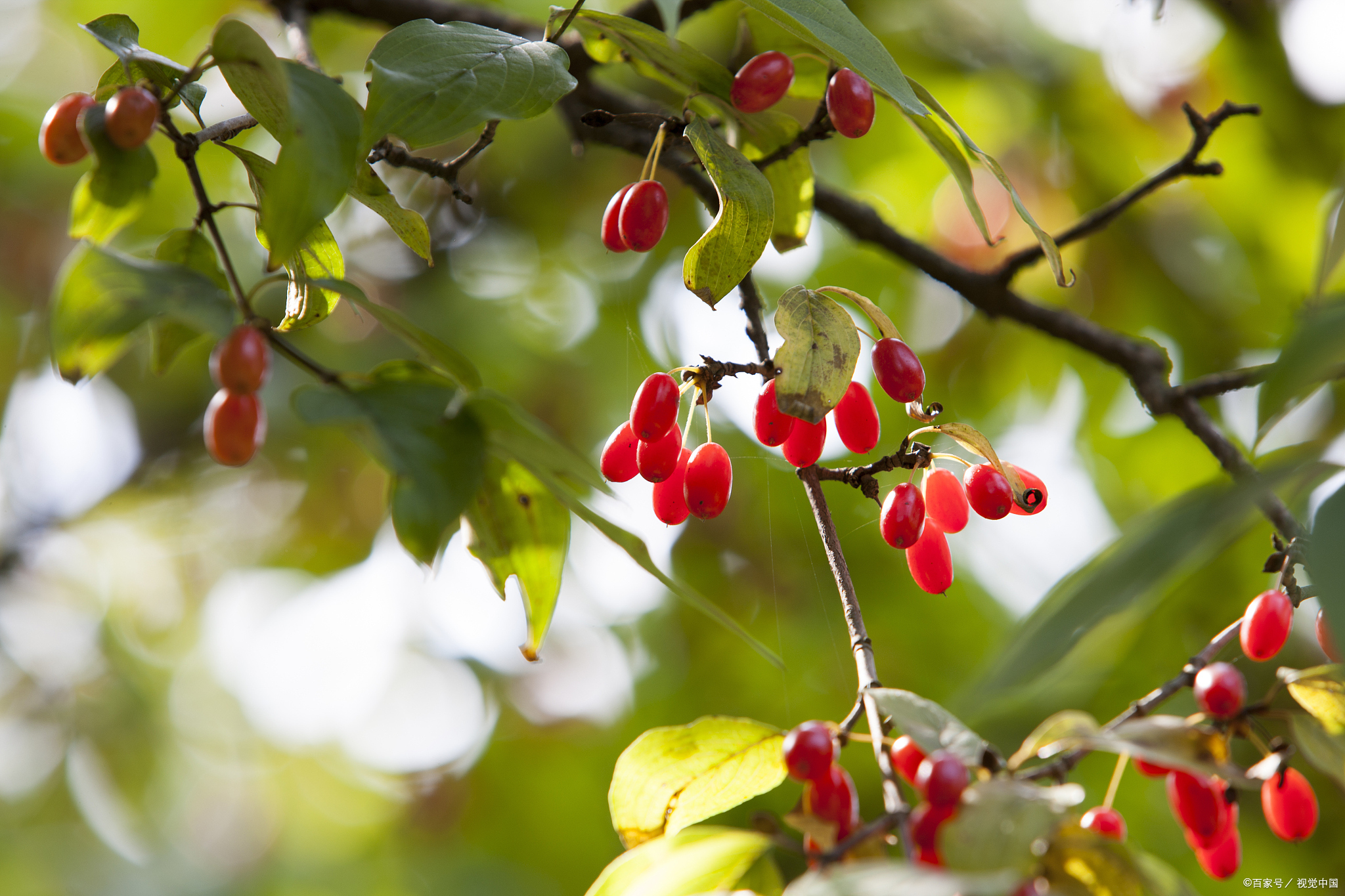 茱萸,一种拥有丰富象征意义的植物