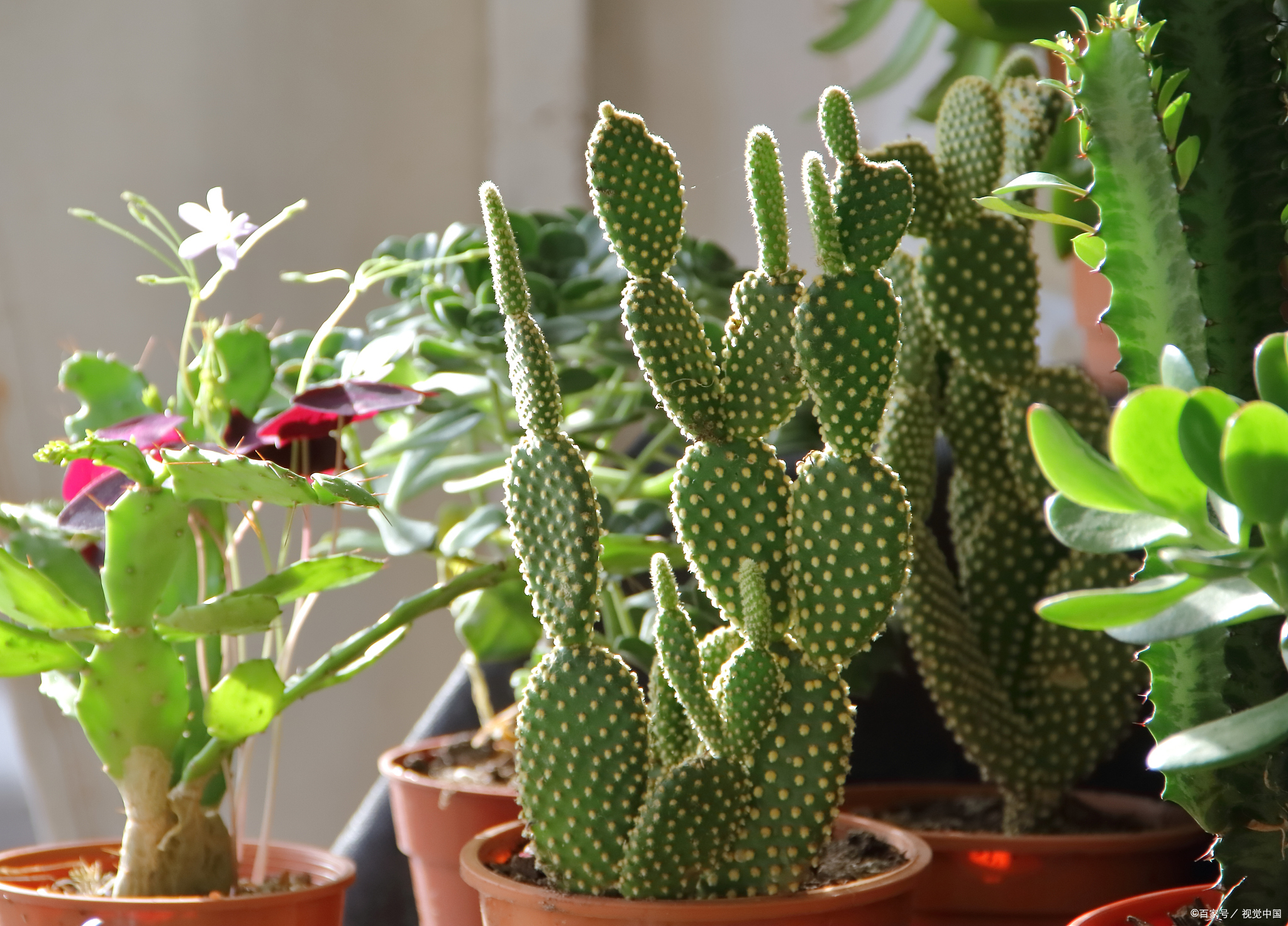 仙人掌如何养护?需要综合考虑这些因素,使其成为一道亮丽风景线