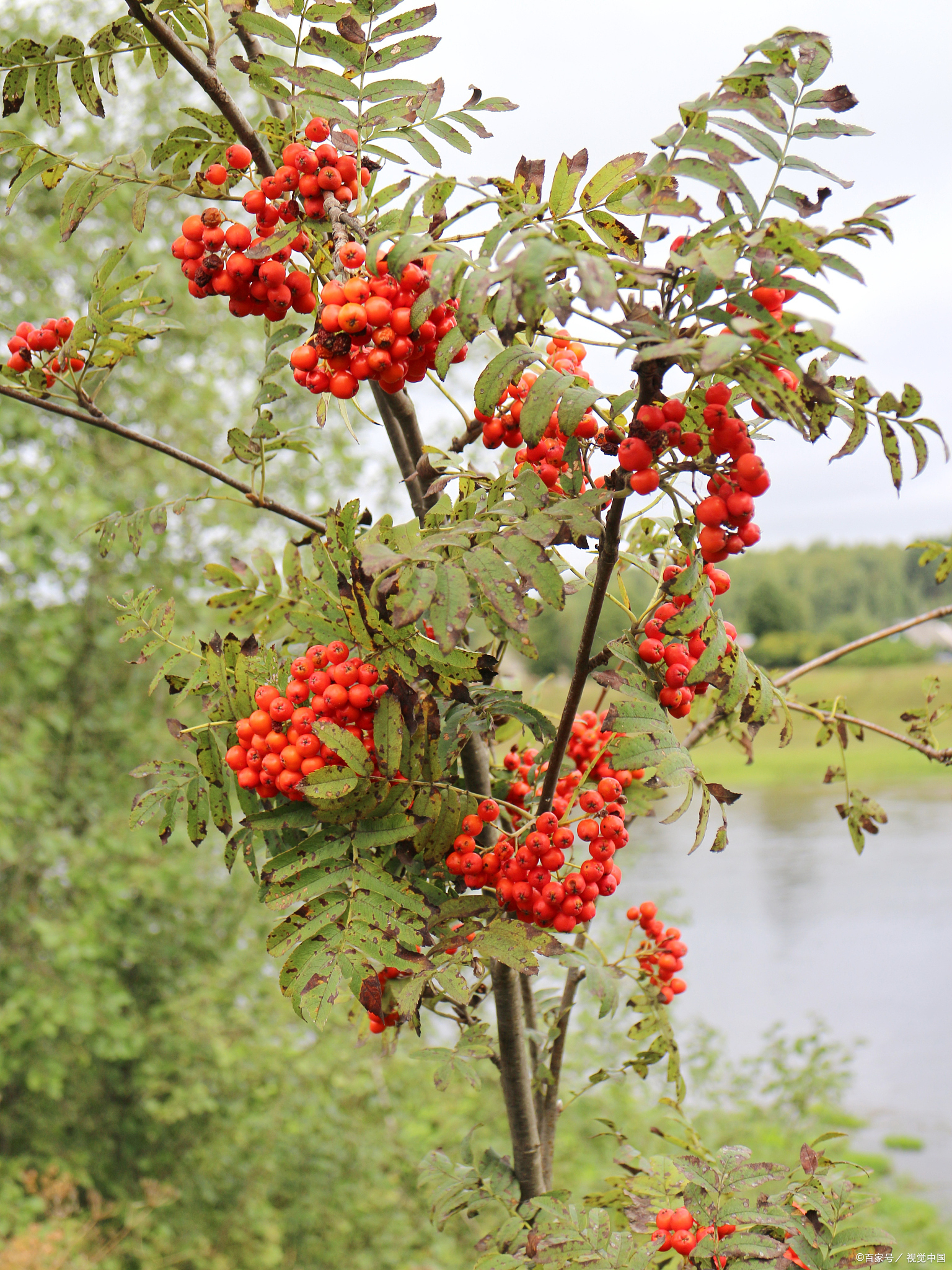 中药故事,相思子入药的故事传说