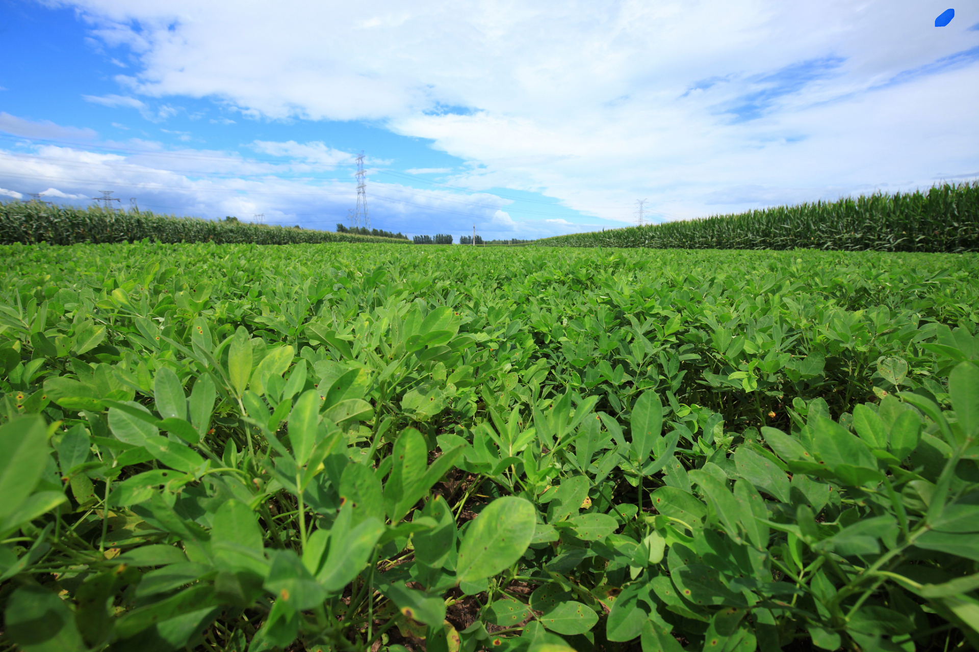 让花生种植告别手动统计!点数相机给农业装上"智慧大脑"!