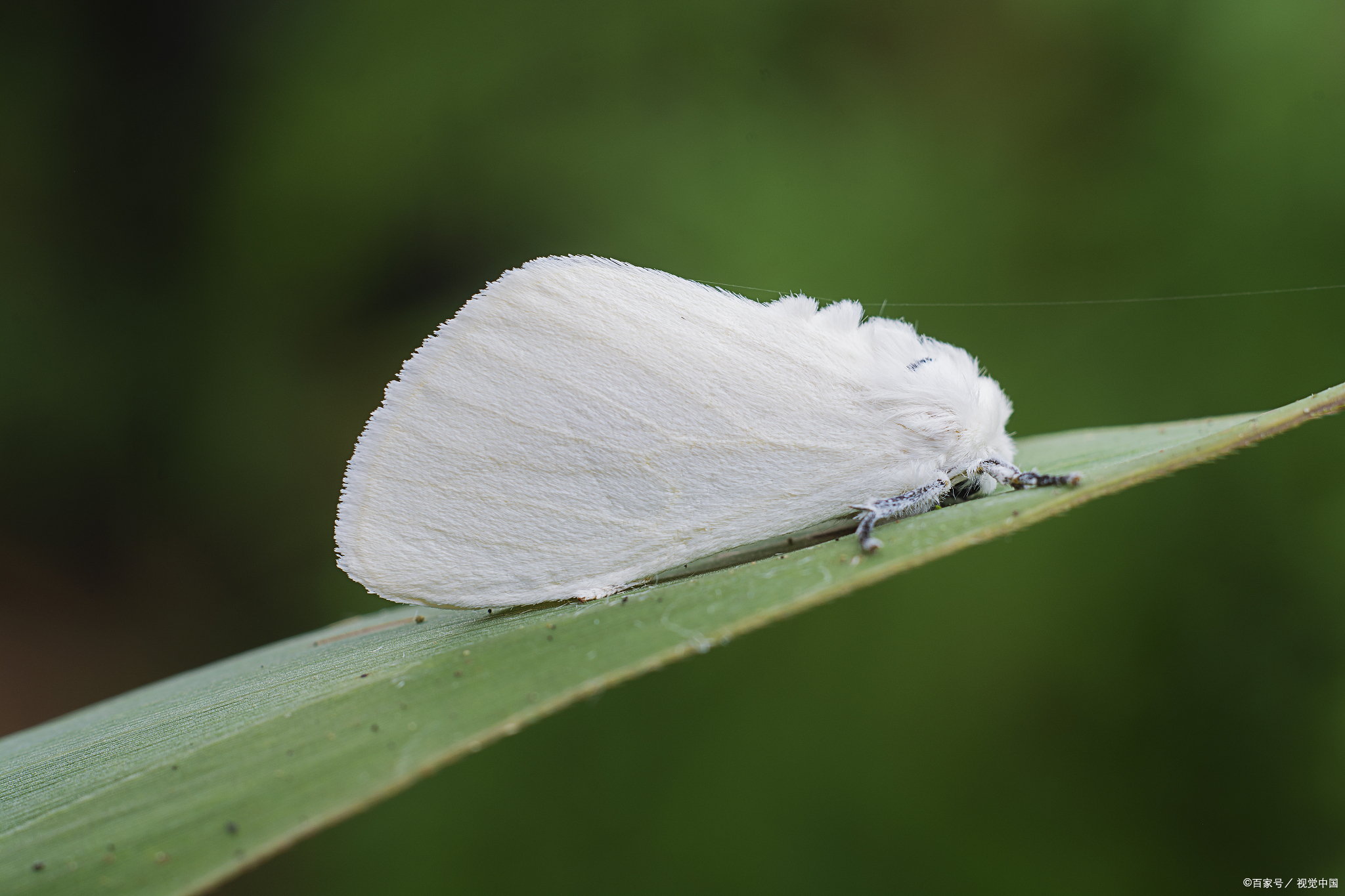 美国白蛾用什么药消灭